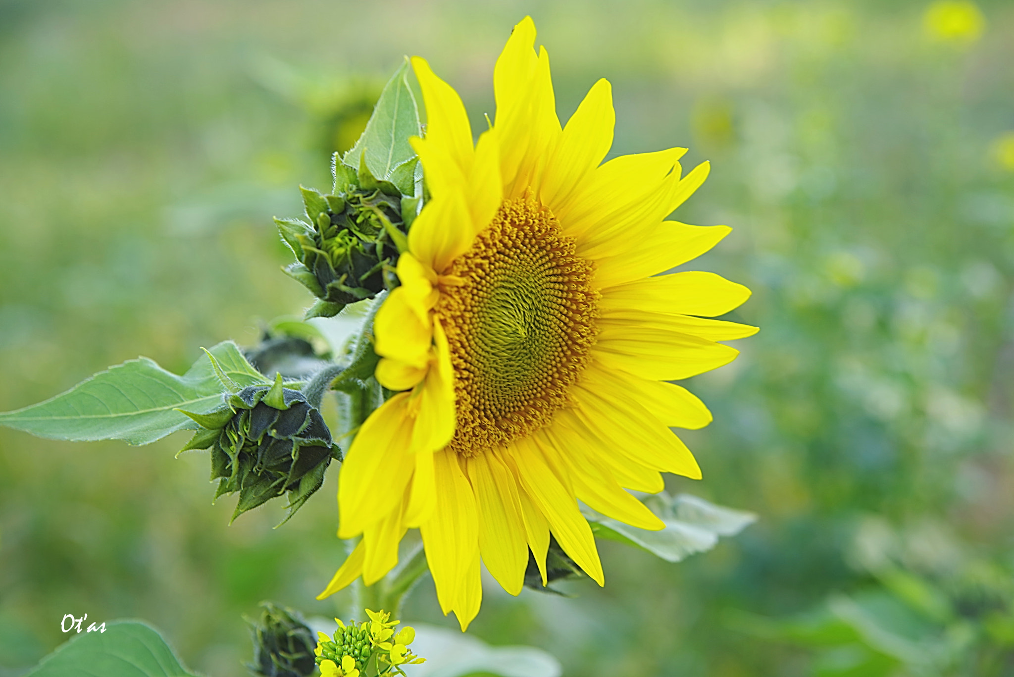 Pentax K-1 sample photo. Sunflower v photography