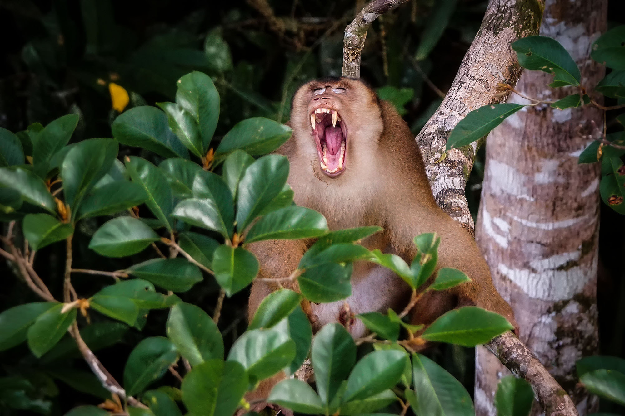 Sony 70-400mm F4-5.6 G SSM II sample photo. Crab-eating macaque photography