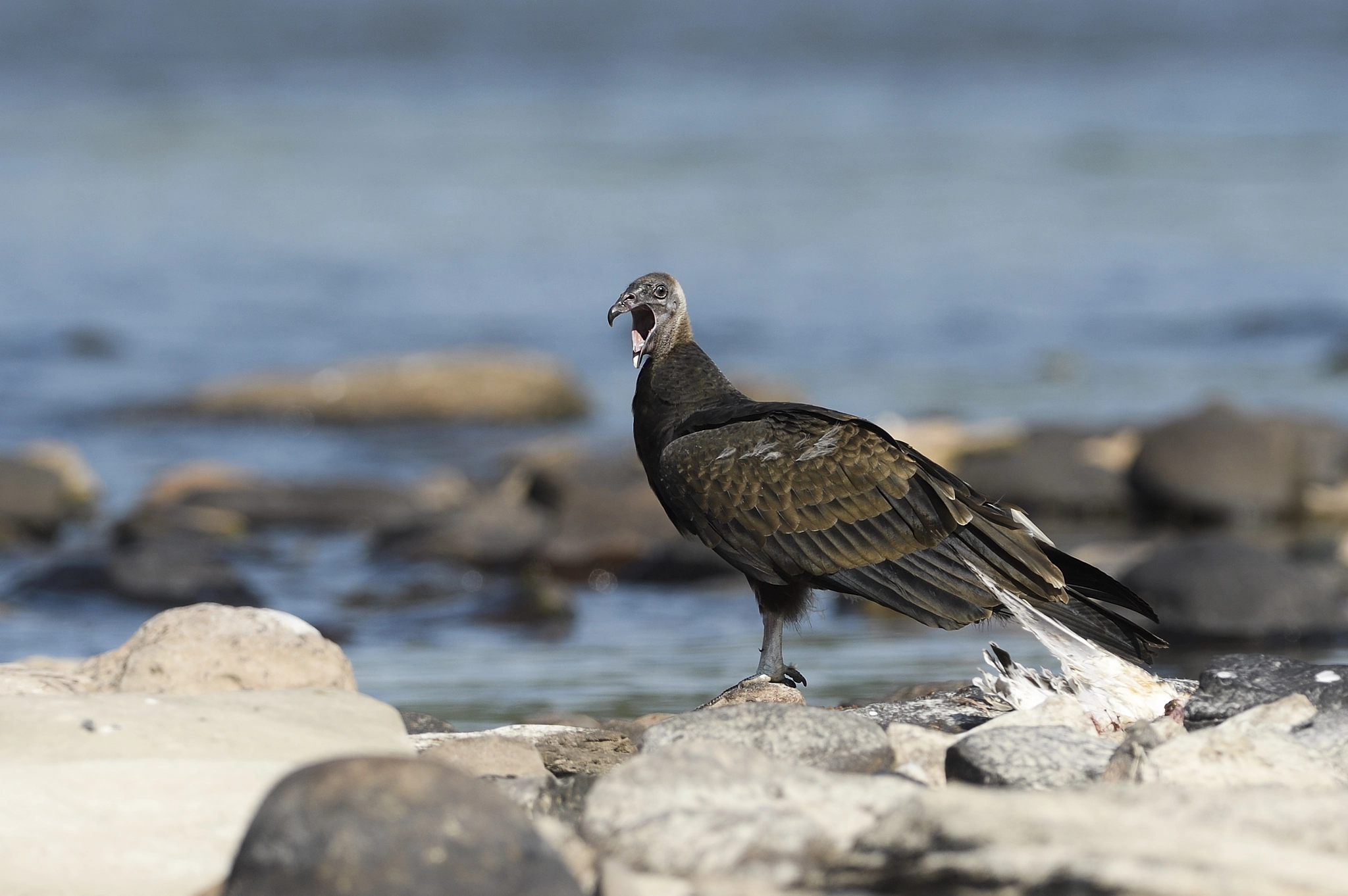 Nikon D3 + Nikon AF-S Nikkor 300mm F2.8G ED-IF VR sample photo. Black vulture photography