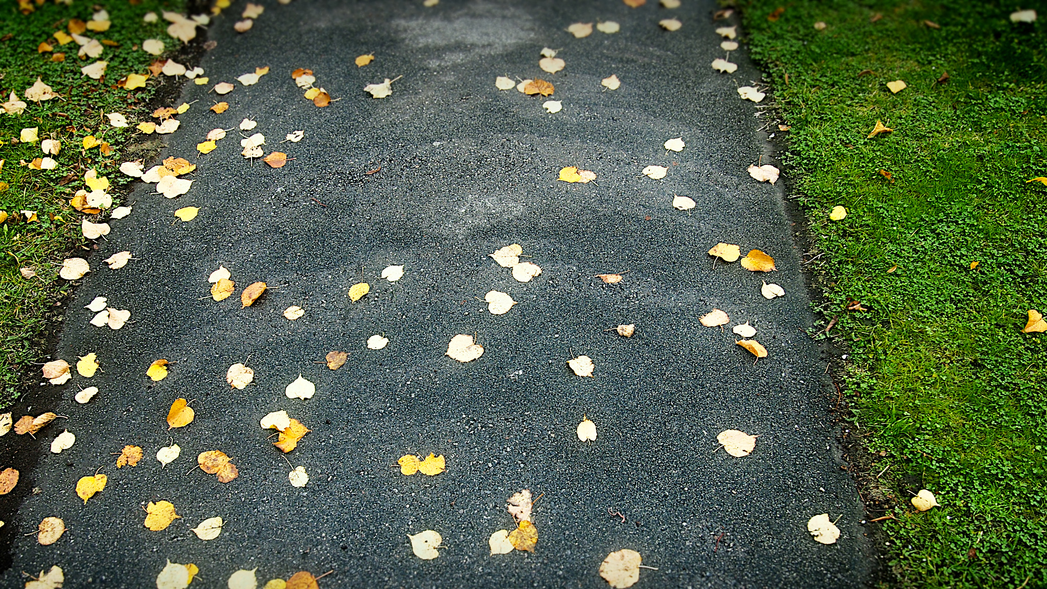 Olympus PEN E-PL3 sample photo. Autumn path photography