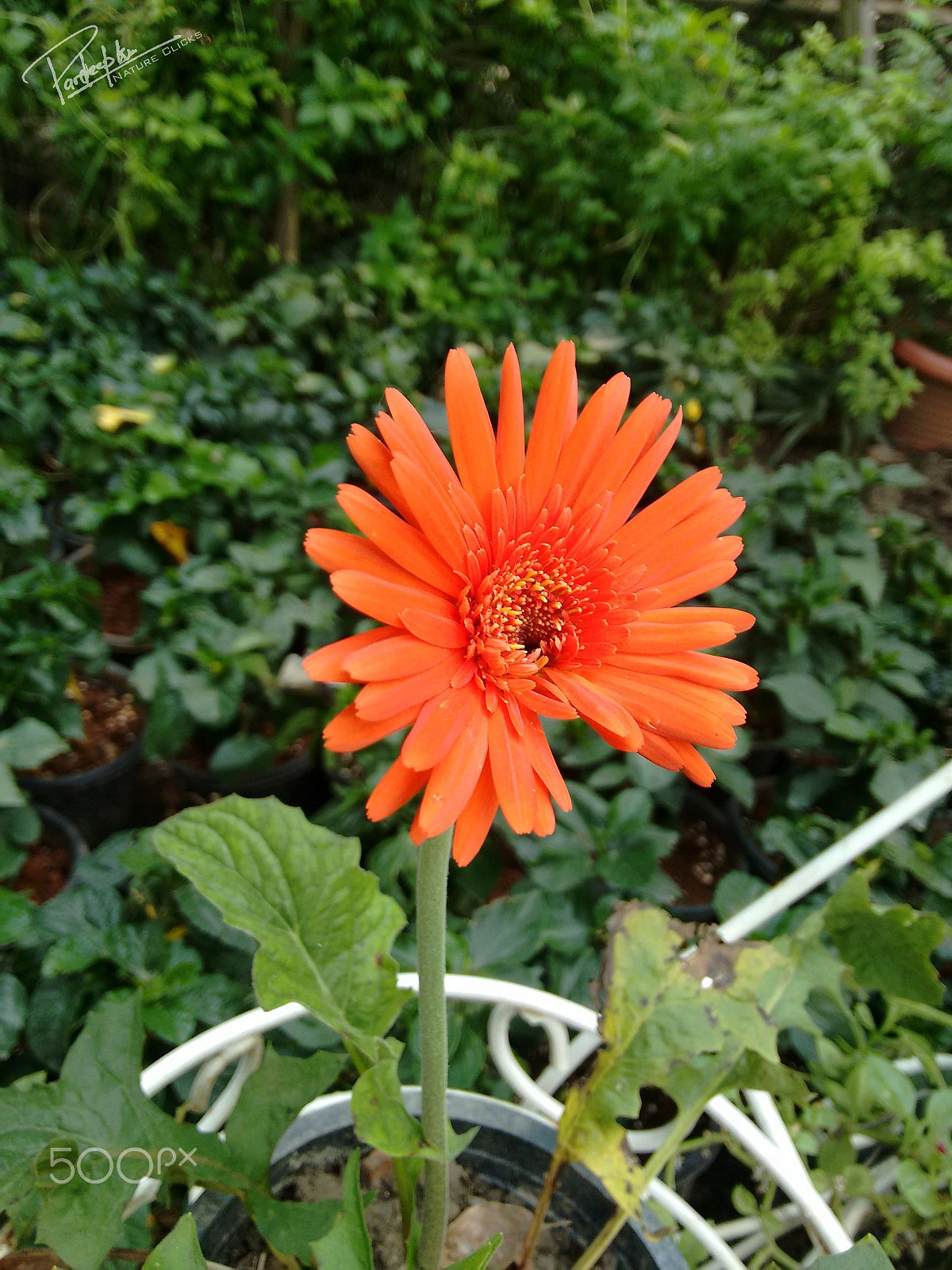 Motorola Moto G 2014 sample photo. Orange flower photography