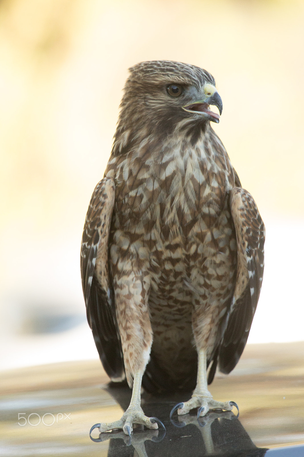 Canon EF 100-400mm F4.5-5.6L IS USM sample photo. 159.jpg photography