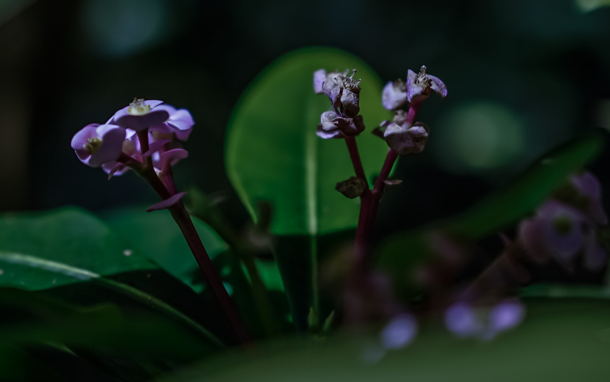 Sony FE 85mm F1.4 GM sample photo