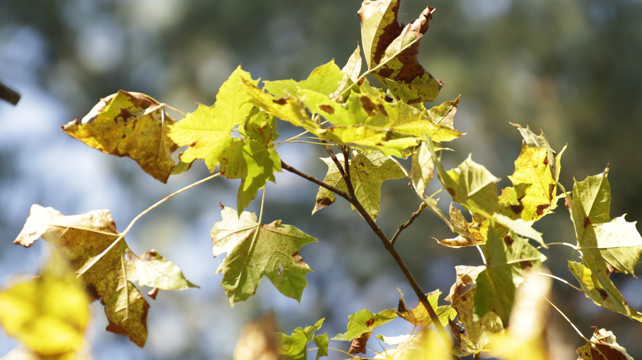 Canon EOS M sample photo. Natura_4 photography