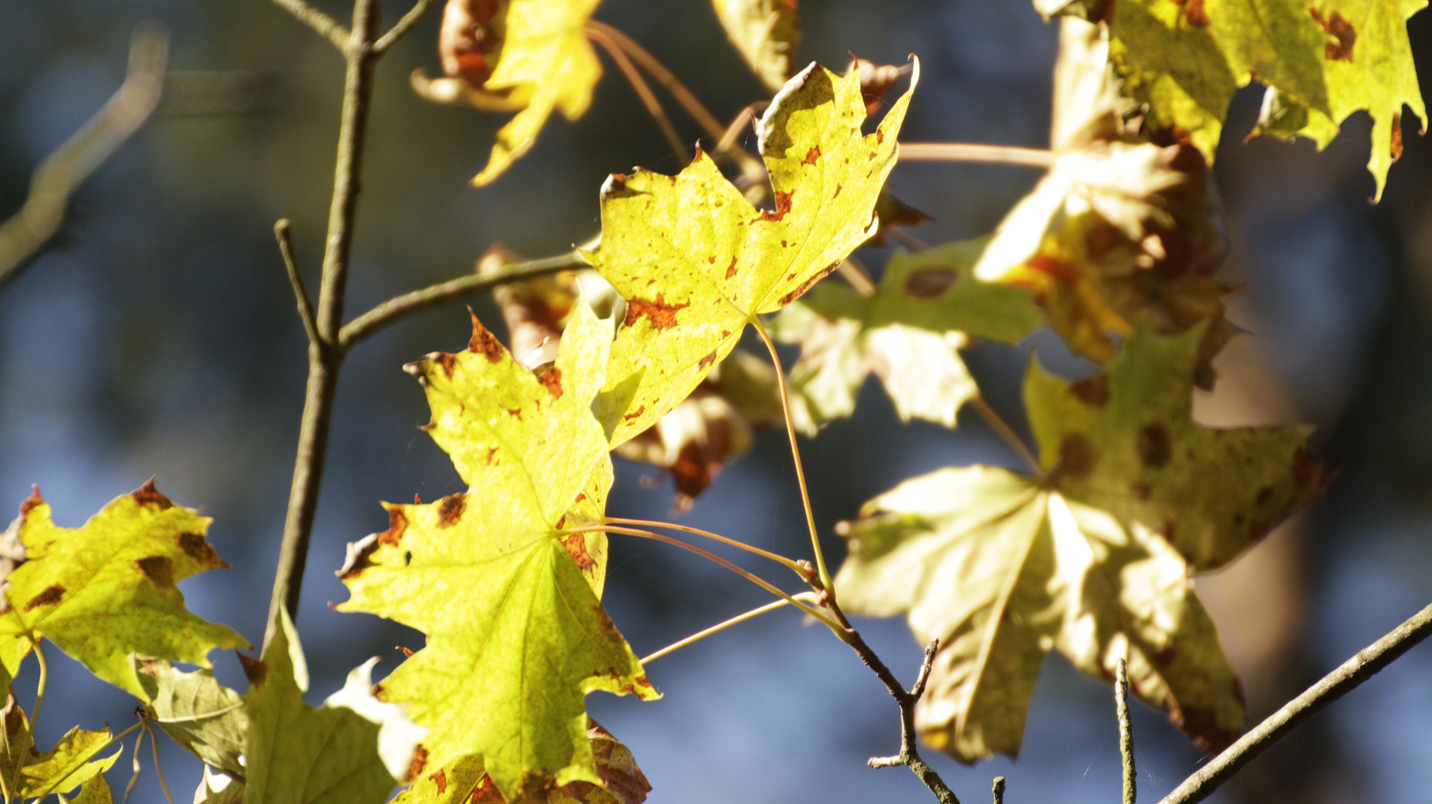 Canon EOS M sample photo. Natura_5 photography