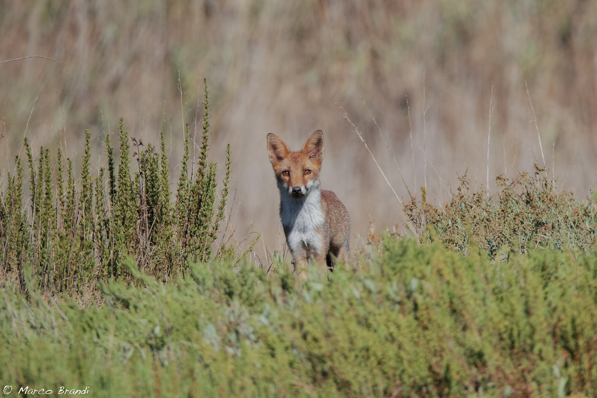 Sigma 150-600mm F5-6.3 DG OS HSM | S sample photo. Volpe - fox photography