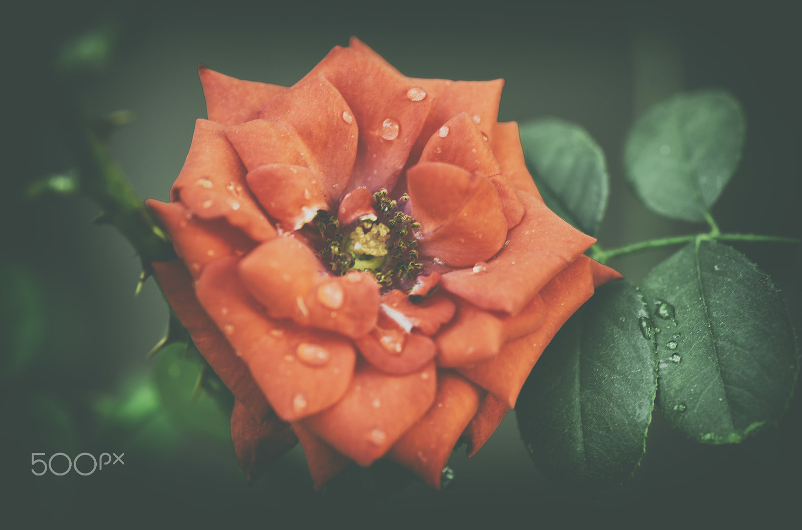 Nikon D800 + Sigma 105mm F2.8 EX DG Macro sample photo. Rose photography
