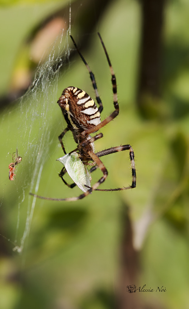 Nikon AF-S Micro-Nikkor 60mm F2.8G ED sample photo. Captured prey photography
