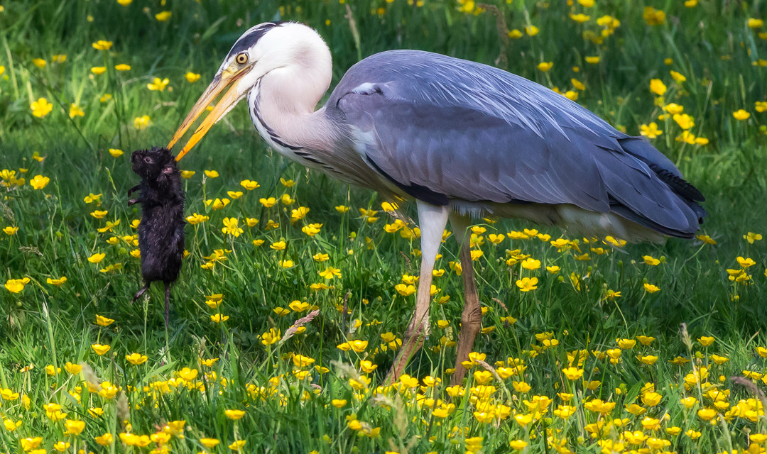 Nikon D800 + Nikon AF-S Nikkor 300mm F2.8G ED-IF VR sample photo. Grey heron photography