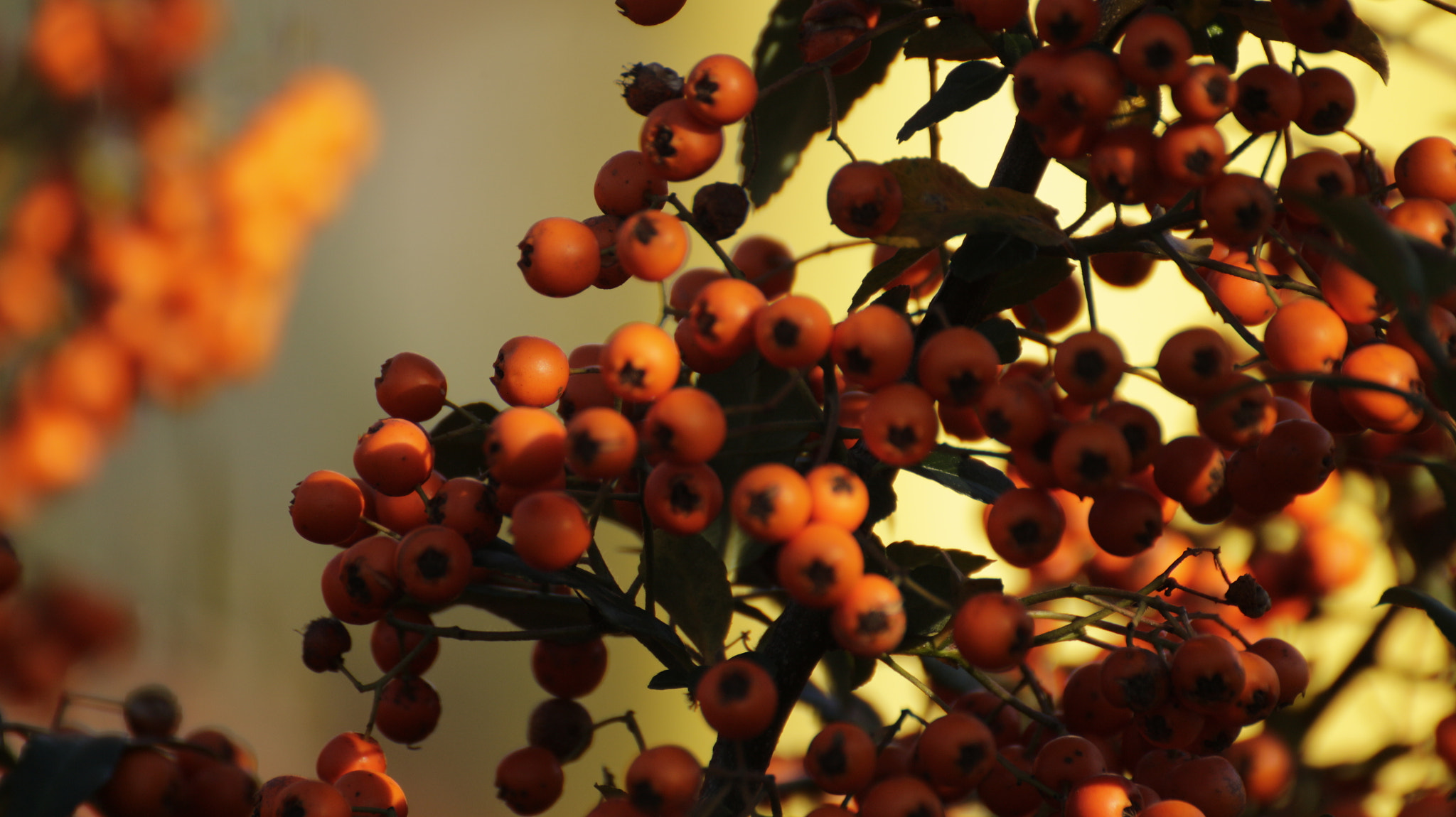 Canon EOS M sample photo. Natura_6 photography