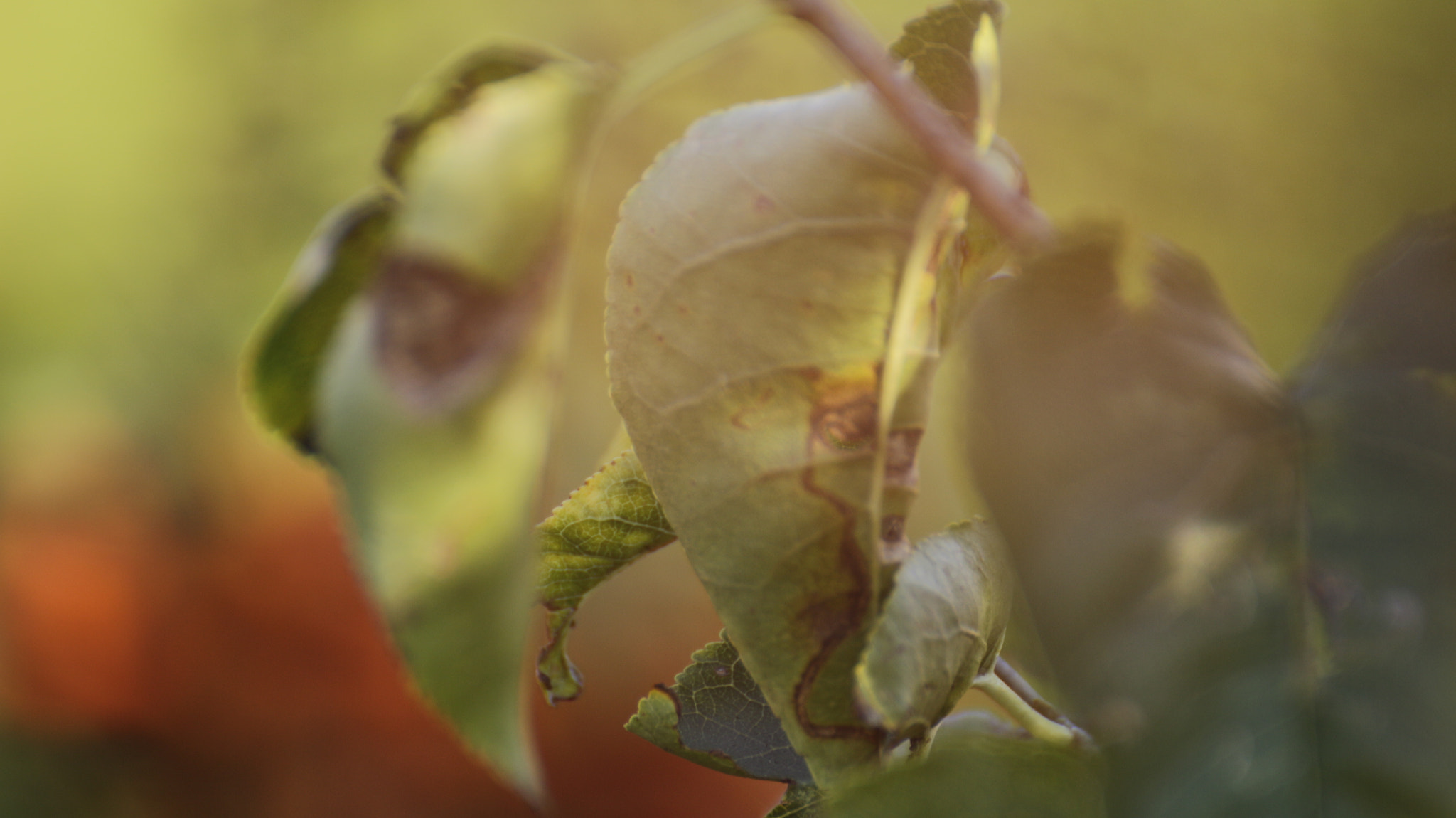 Canon EOS M sample photo. Natura_7 photography