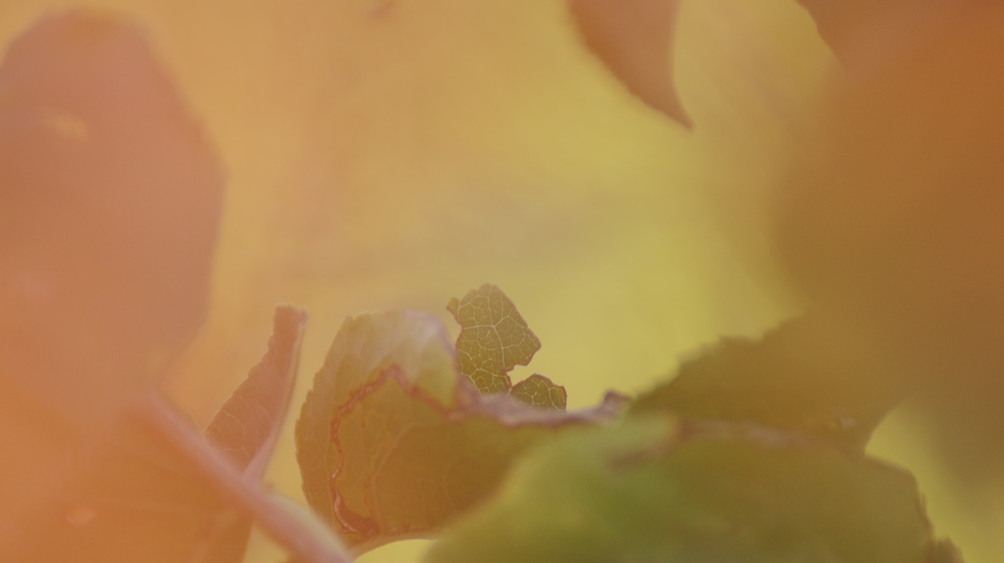 Canon EOS M sample photo. Natura_8 photography