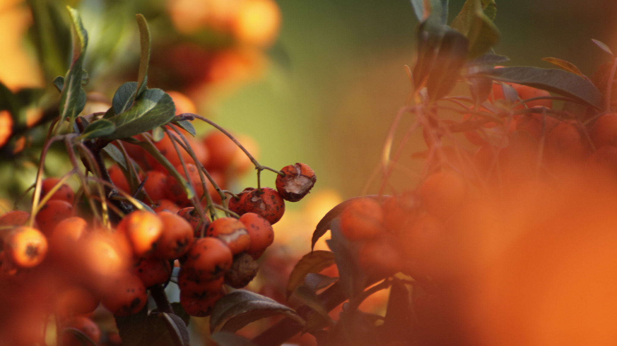 Canon EOS M sample photo. Natura_9 photography