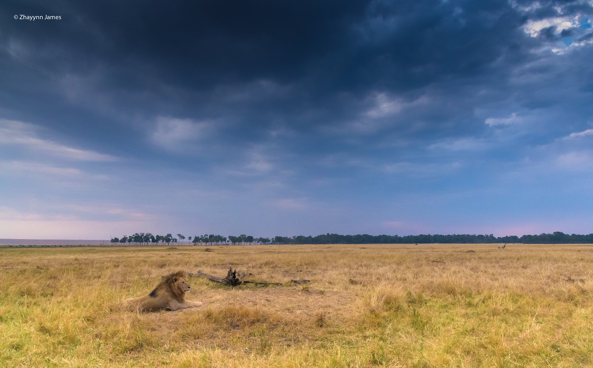 Nikon D5 sample photo. King of the beasts photography