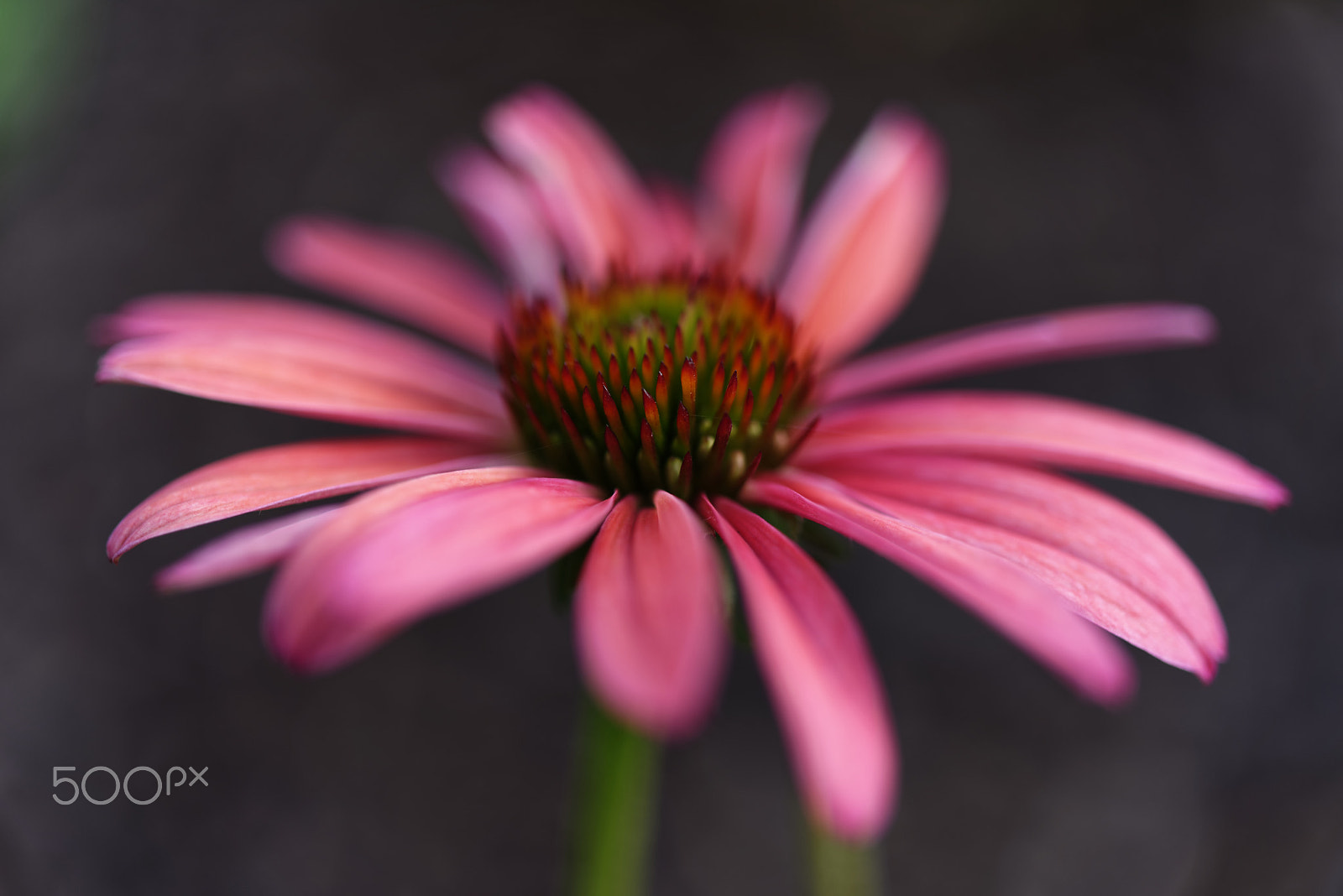 Nikon AF-S Micro-Nikkor 60mm F2.8G ED sample photo. Untitled photography