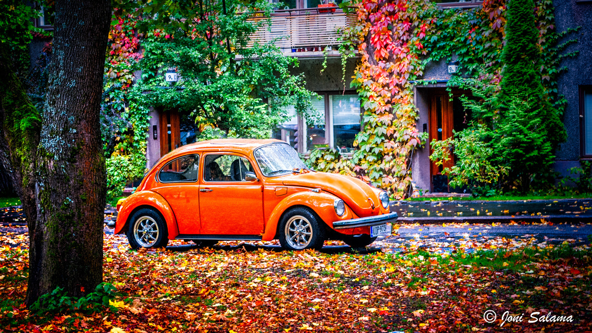 Sony Alpha DSLR-A700 sample photo. Fall beetle photography