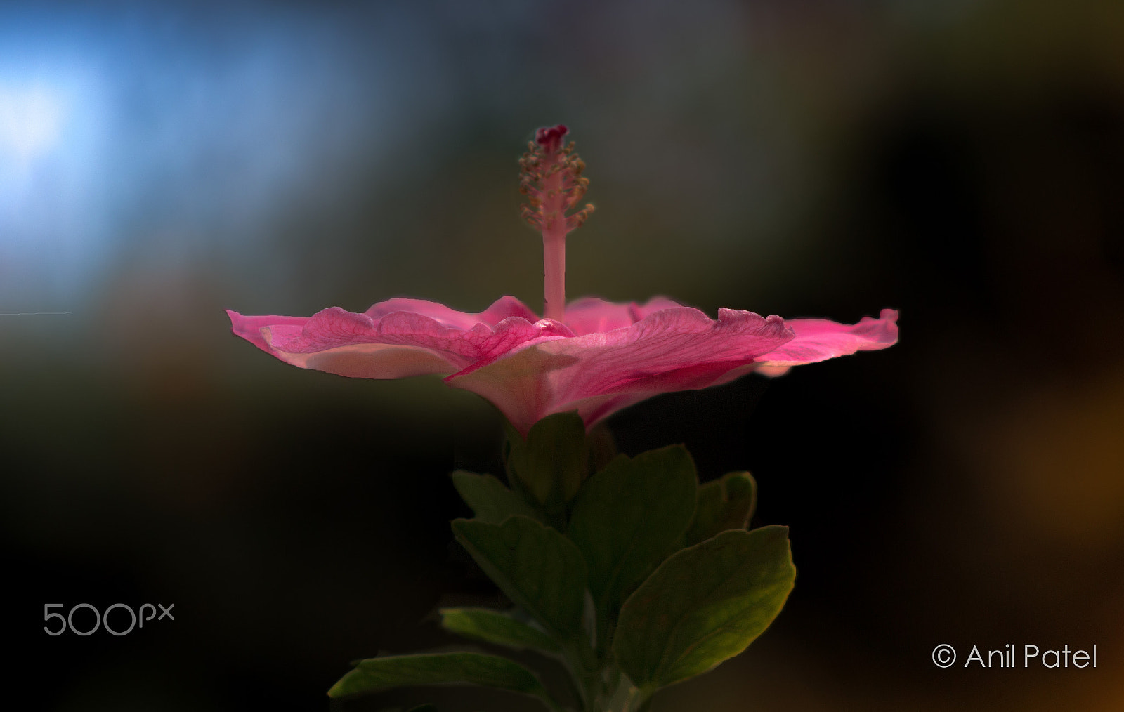 Canon EF 75-300mm f/4-5.6 USM sample photo. Hibiscus waiting for the bee photography