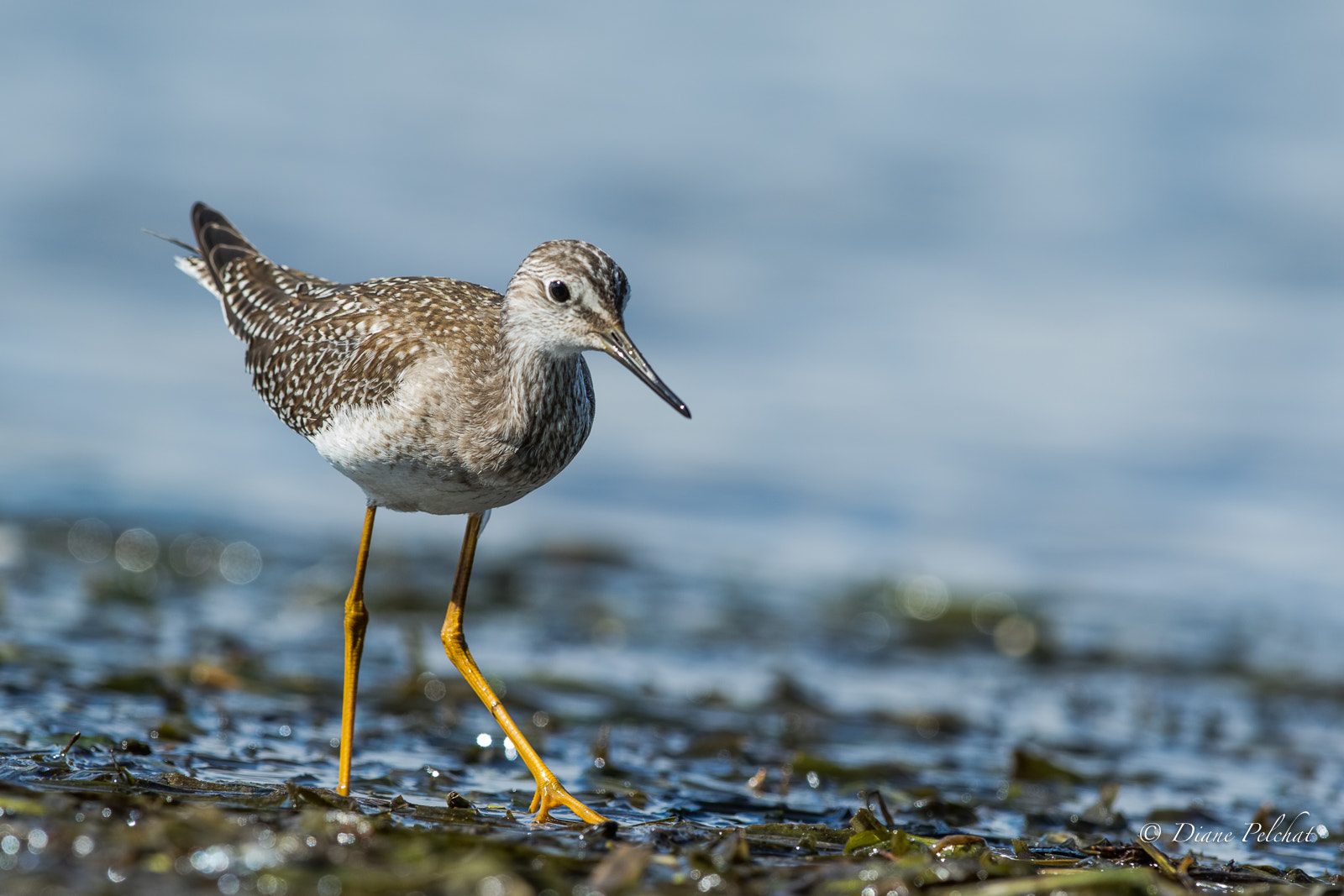 Canon EF 300mm F2.8L IS II USM sample photo. Lesser yellowlegs photography