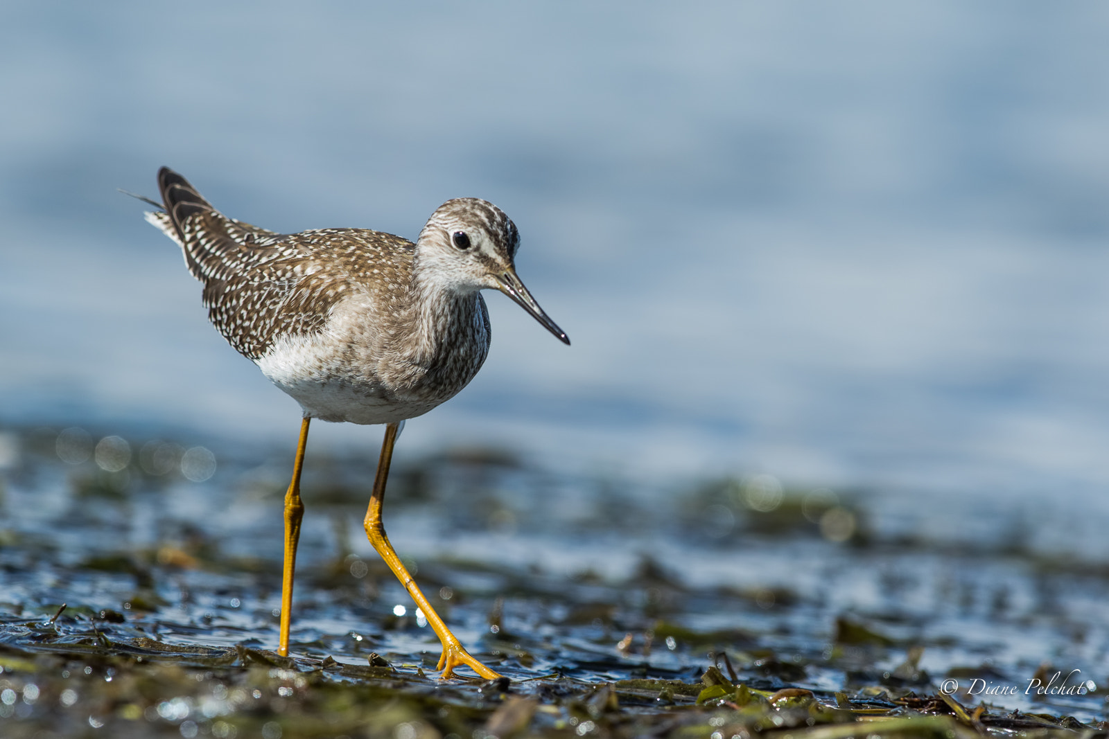 Canon EOS 7D Mark II sample photo. Lesser yellowlegs photography