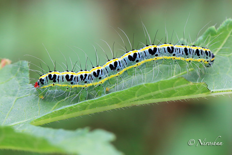 Canon EOS 70D + Canon EF 100mm F2.8L Macro IS USM sample photo. Caterpillar photography