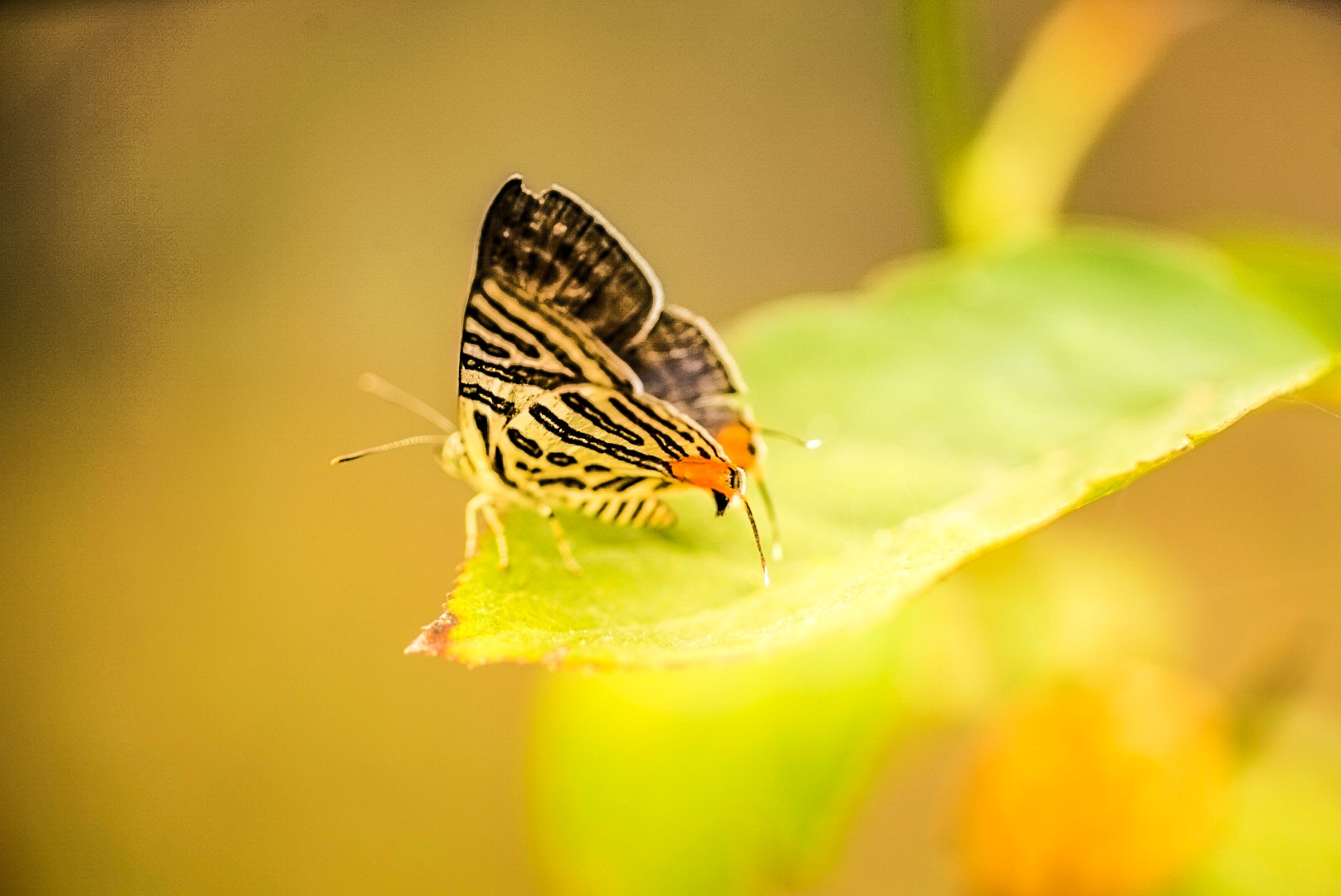 Sony a7 + Tamron SP AF 90mm F2.8 Di Macro sample photo. 蝶 photography