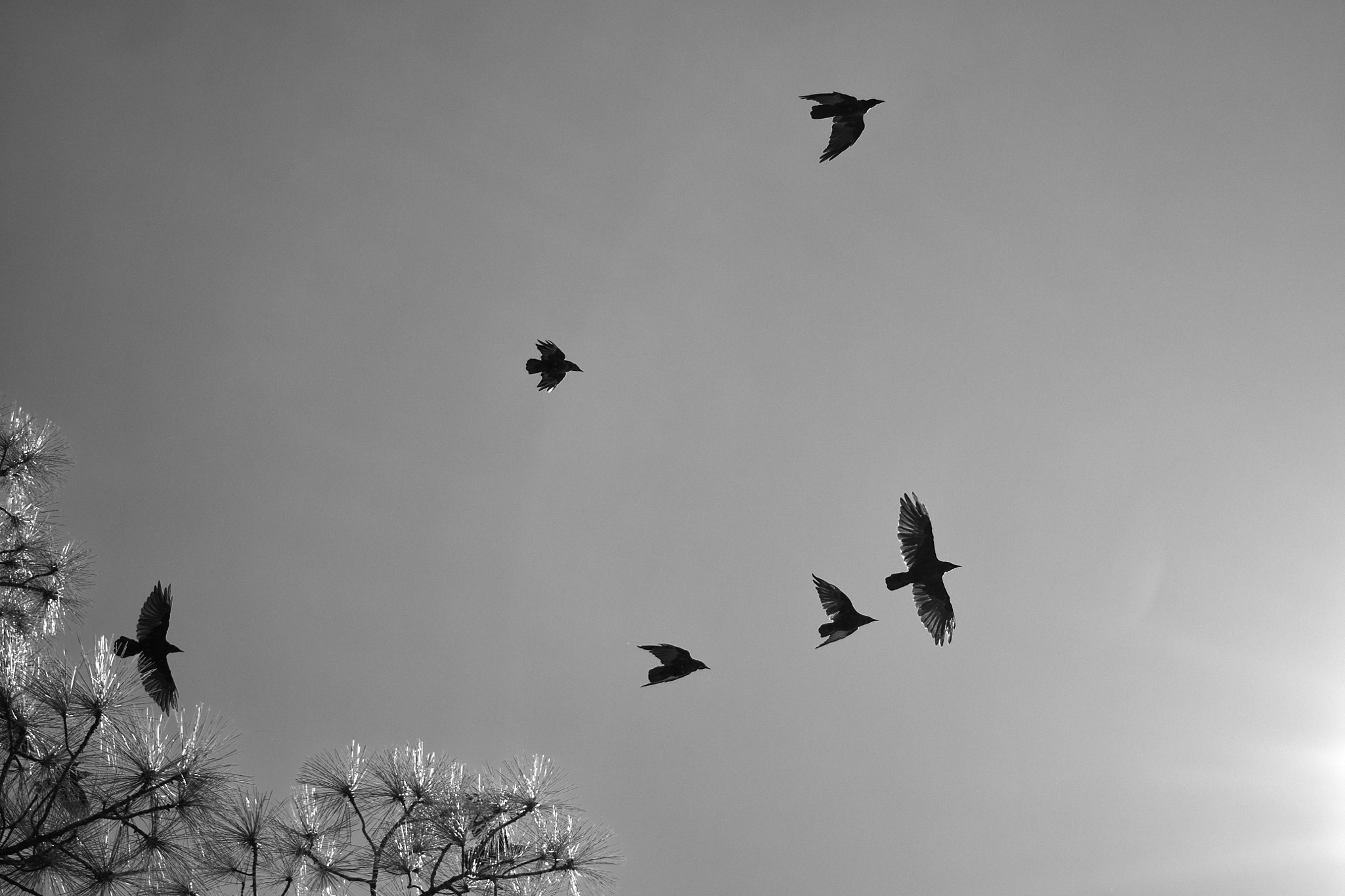 Canon EF 40mm F2.8 STM sample photo. Birds photography