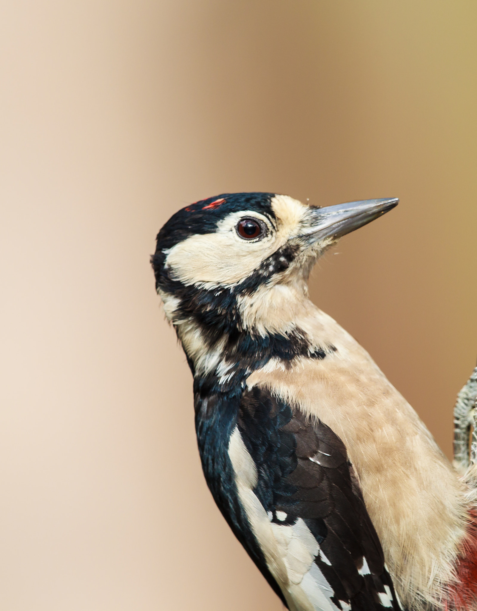 Canon EOS-1D Mark IV + Canon EF 500mm F4L IS II USM sample photo. Greater spotted woodpecker portrait photography