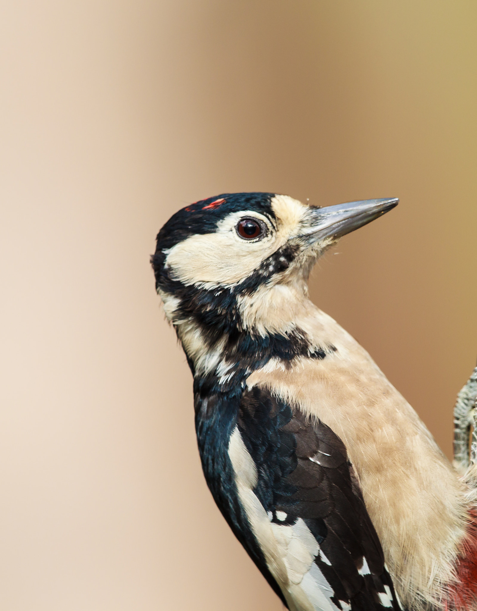 Canon EF 500mm F4L IS II USM sample photo. Greater spotted woodpecker portrait photography