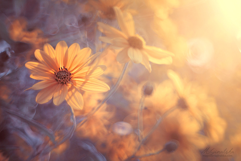 Canon EOS 60D + Canon EF 200mm F2.8L II USM sample photo. Catching the first colors of autumn photography