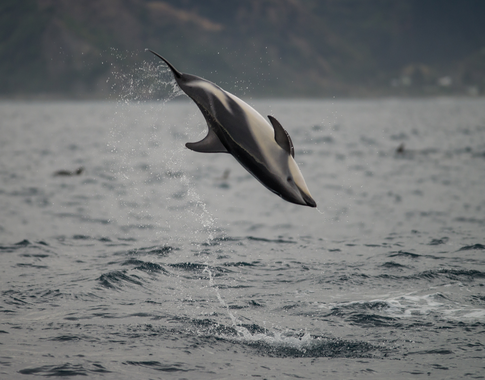 Nikon D600 sample photo. Air time for dusky dolphin photography