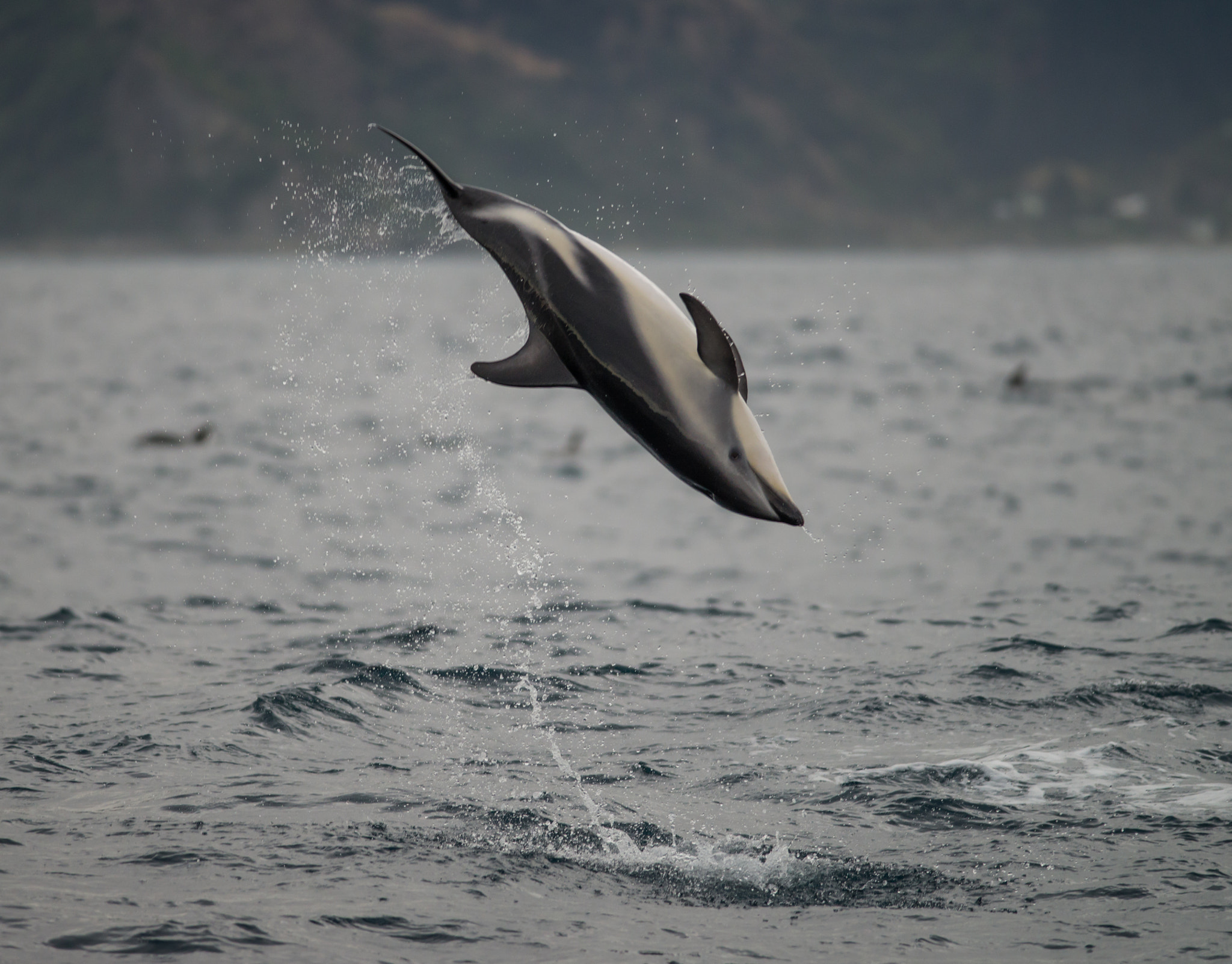 Nikon D600 + Nikon AF-S Nikkor 300mm F4D ED-IF sample photo. Air time for dusky dolphin photography