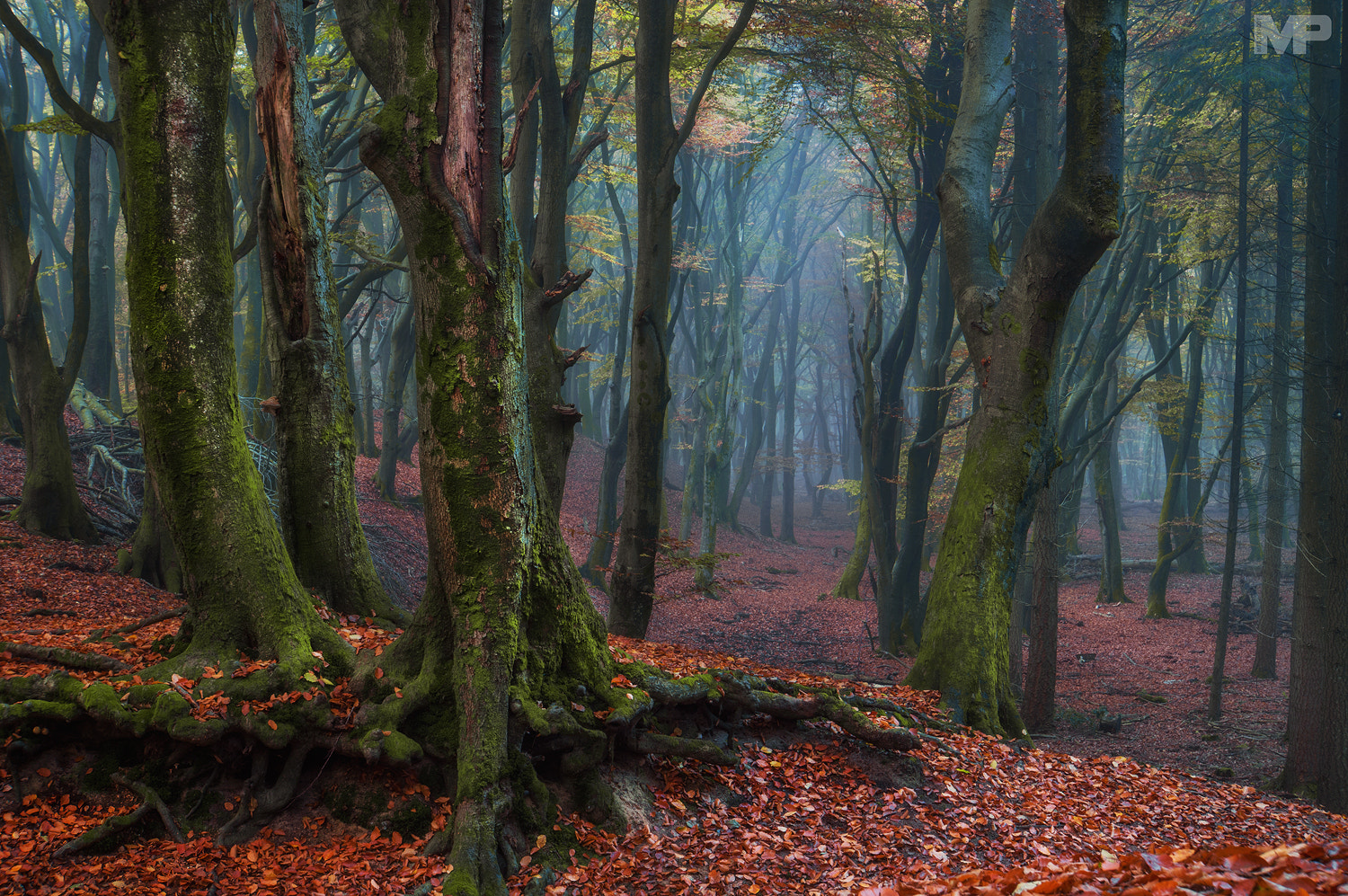 Sony Alpha NEX-5N + Sony E 18-200mm F3.5-6.3 OSS sample photo. Mistery forest ii photography