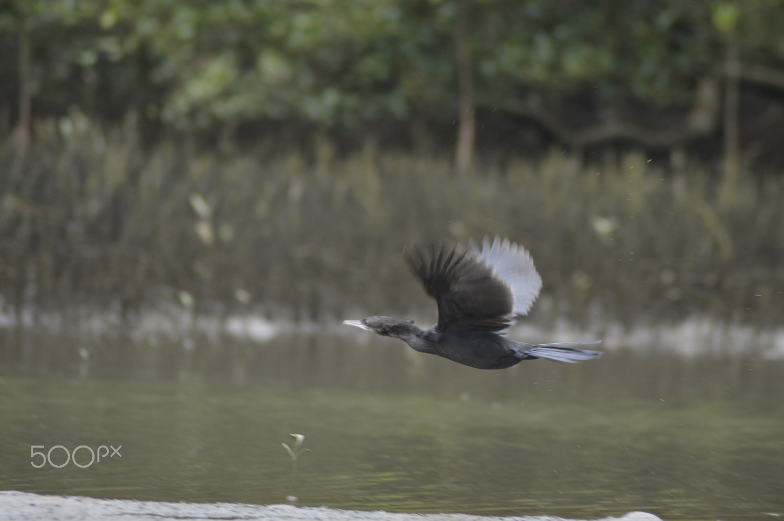 Nikon AF Nikkor 70-300mm F4-5.6G sample photo. Bird photography