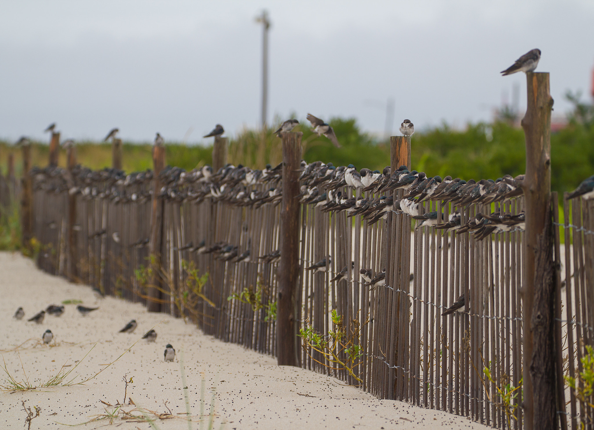 Canon EF 70-300mm F4-5.6L IS USM sample photo. Fence sitters photography