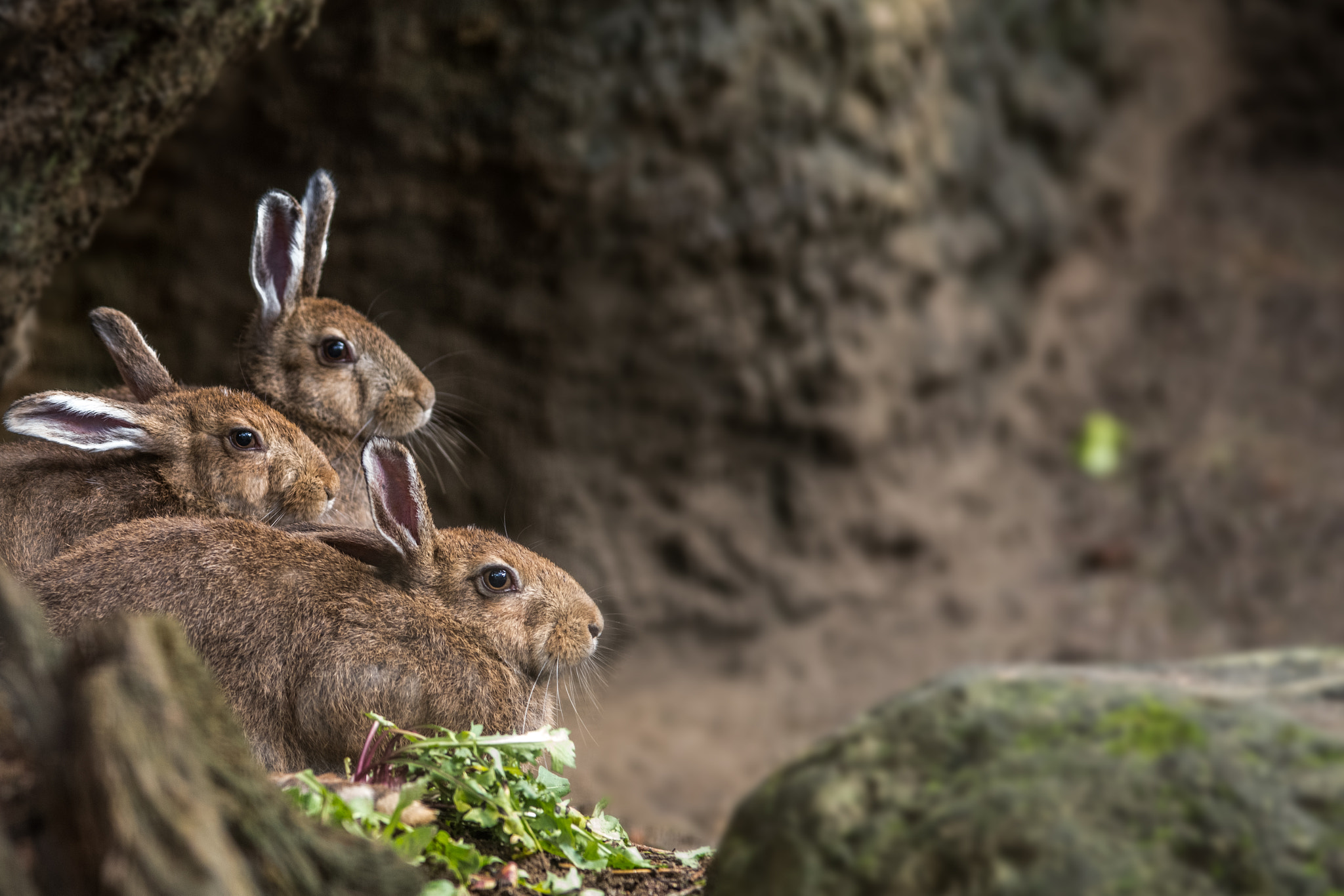 Pentax K-1 sample photo. Rabbits photography