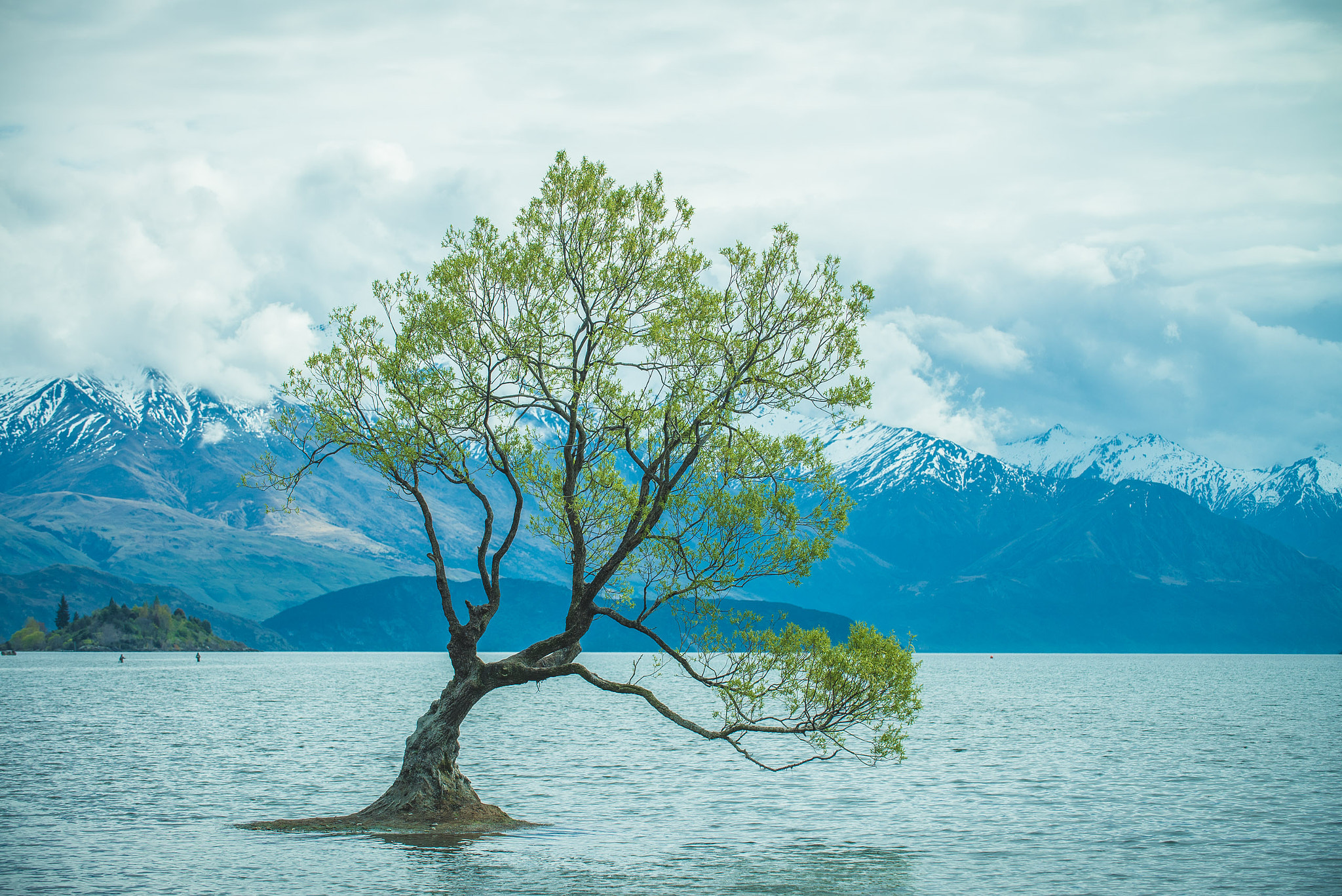 Nikon D600 sample photo. Classic "that tree in wanaka" photography