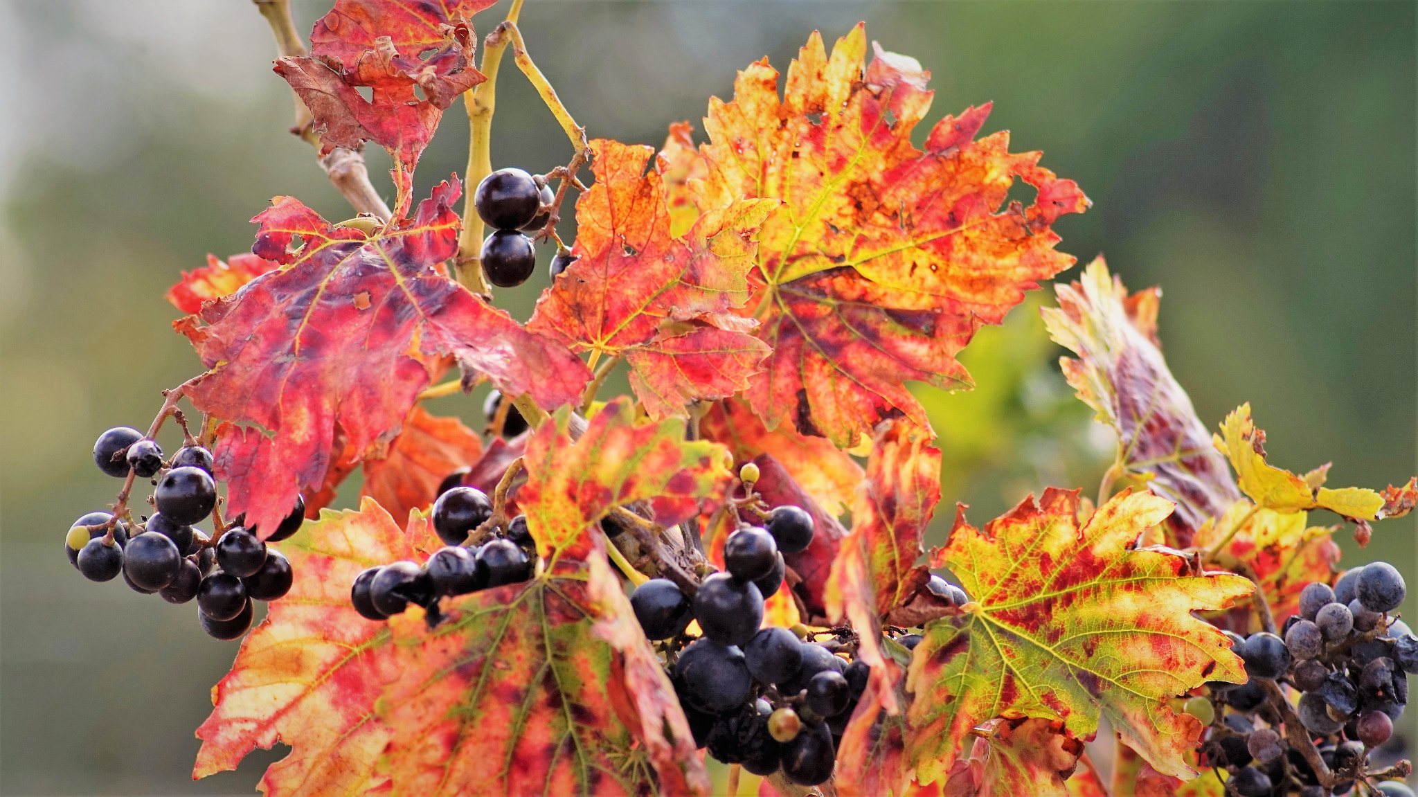 Tamron 18-270mm F3.5-6.3 Di II PZD sample photo. Raisins photography