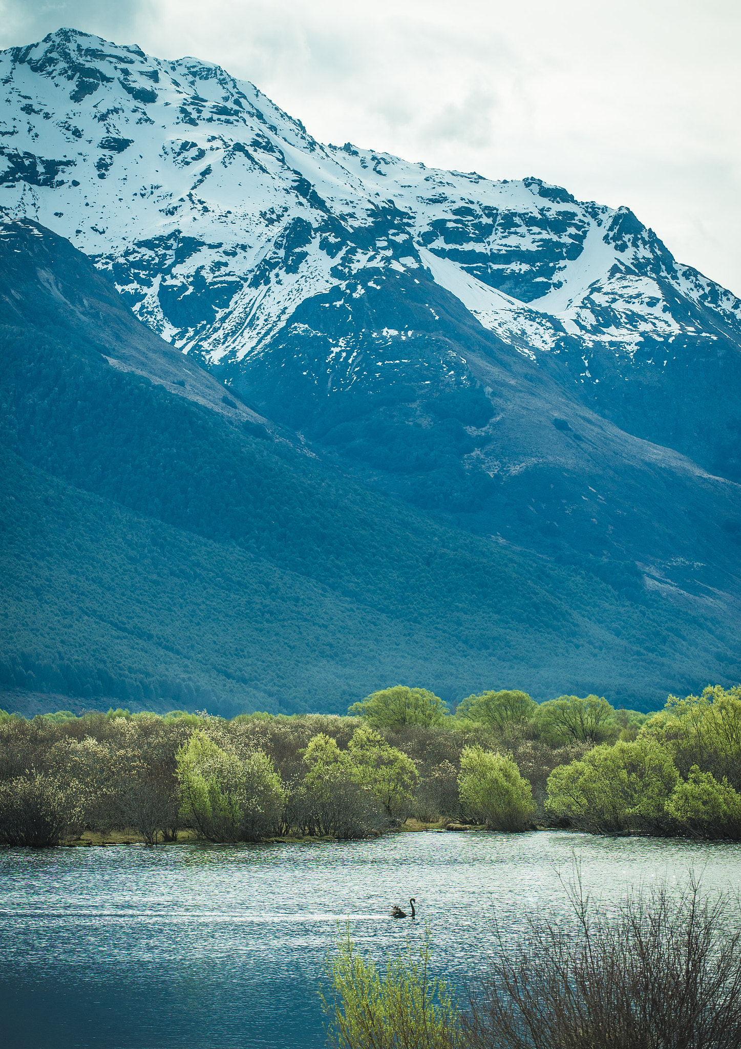 Nikon D600 sample photo. Swan lake photography