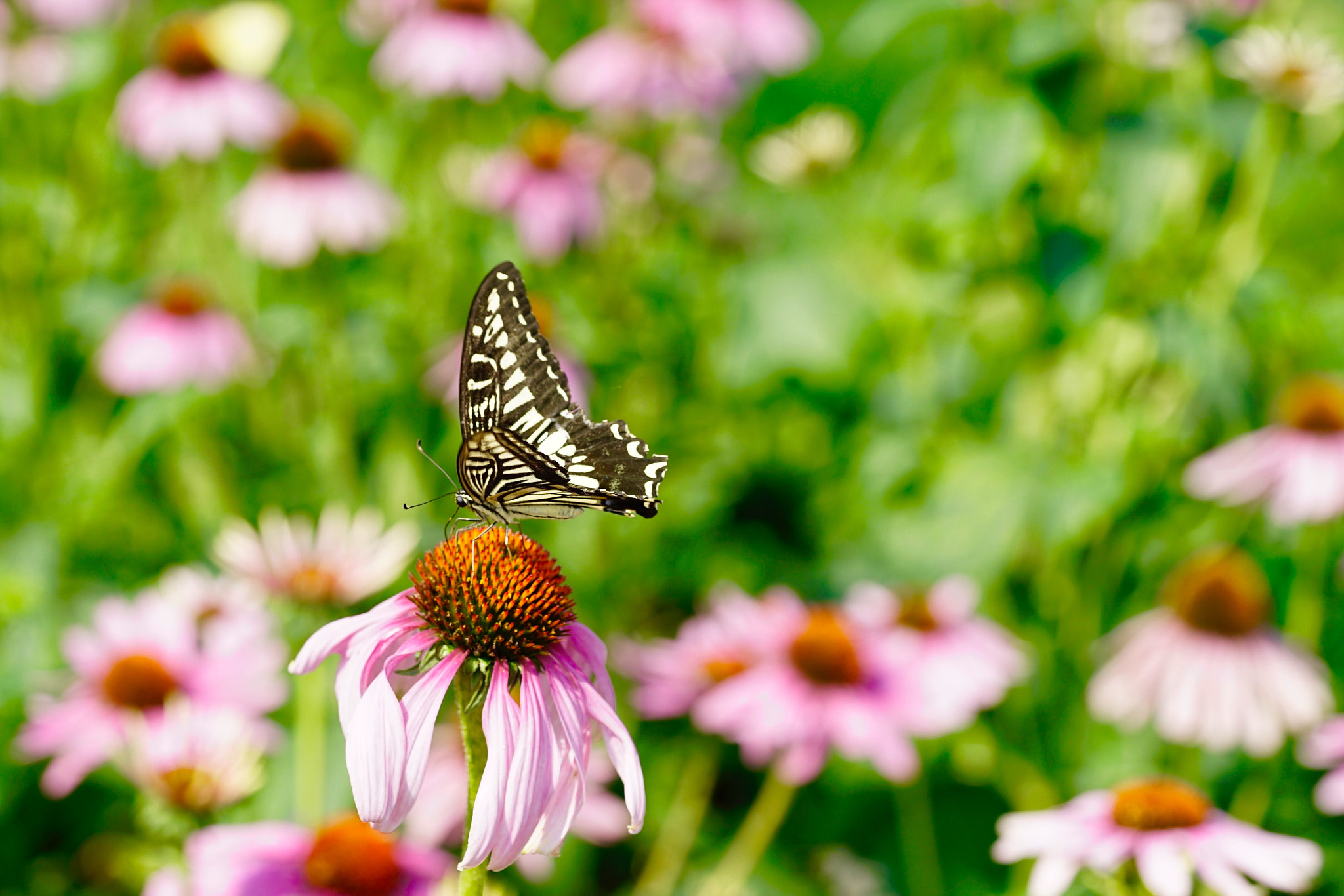 Sony a7 II + Sony FE 90mm F2.8 Macro G OSS sample photo. 花与蝶 photography