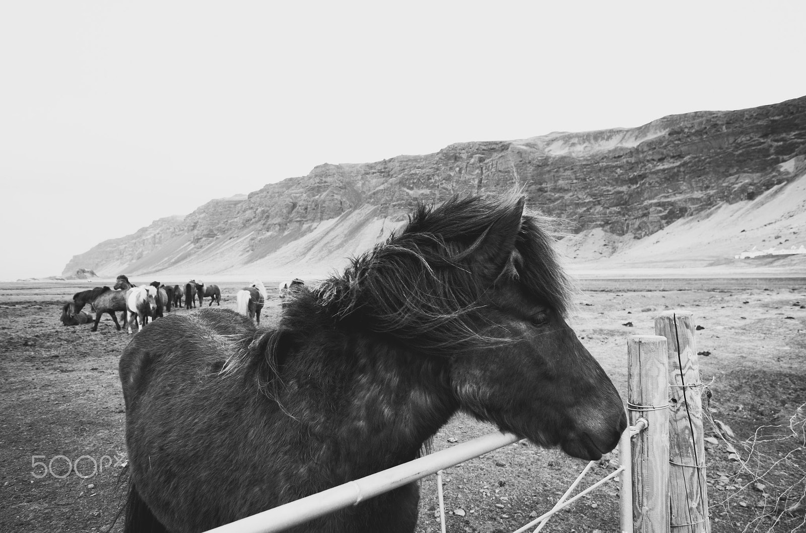 Pentax K-5 sample photo. Horse in iceland photography