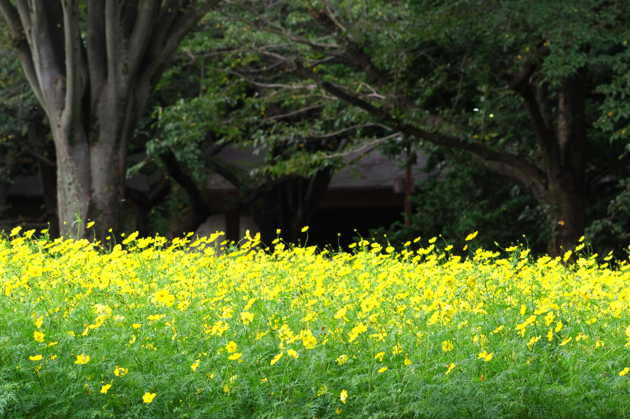 Pentax K-3 + Pentax smc DA* 200mm F2.8 ED (IF) SDM sample photo. If i only had a dream...... photography