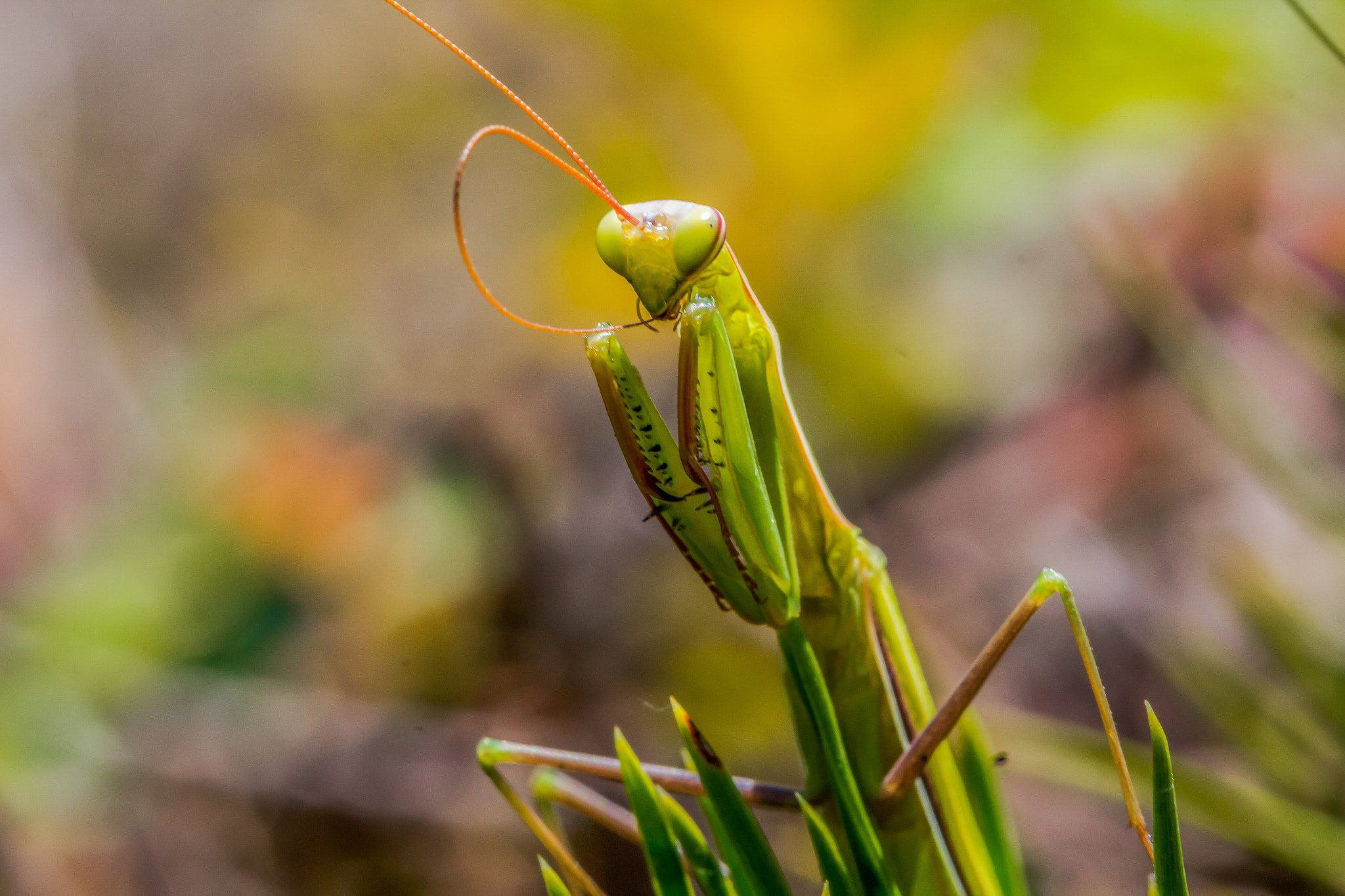 Canon EOS 60D + Canon EF 100mm F2.8L Macro IS USM sample photo. Mantis photography