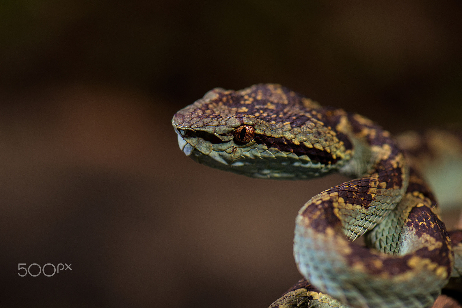 Nikon D4S sample photo. Malabar pit viper photography