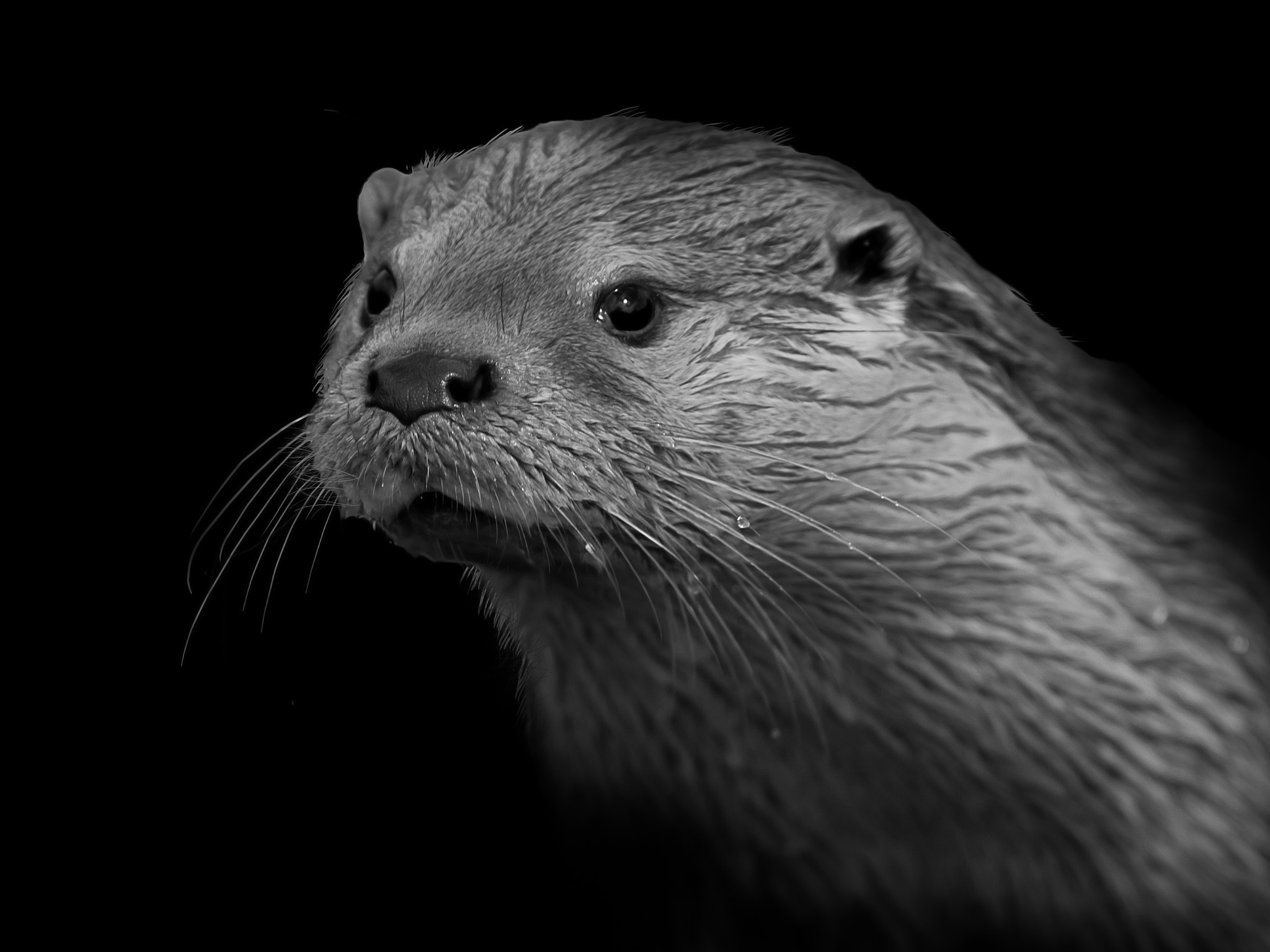 Nikon D70 sample photo. Otter photography