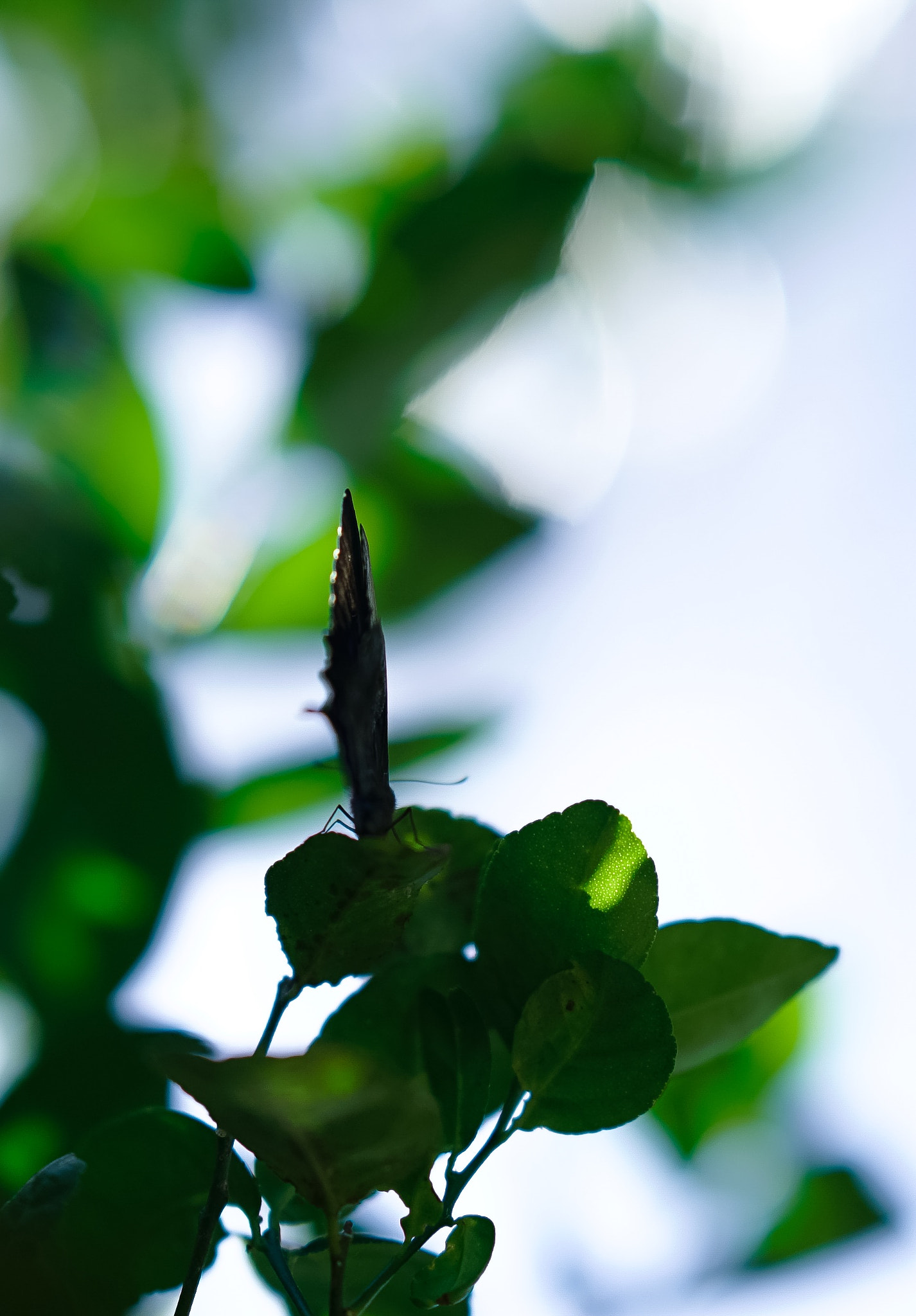 Sony FE 85mm F1.4 GM sample photo. Butterfly & against day photography