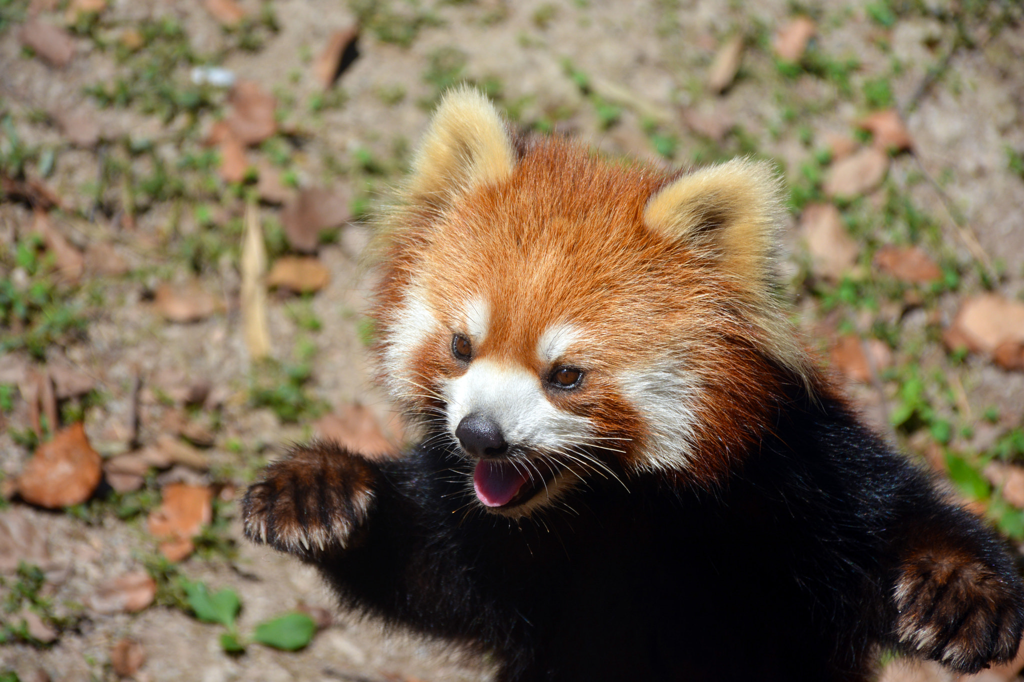 Nikon D7100 + AF DC-Nikkor 135mm f/2D sample photo. Cutie photography