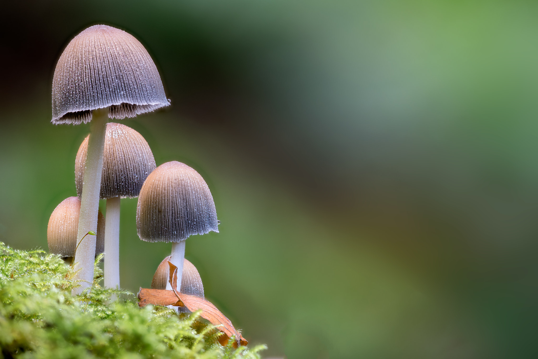 Sigma 150mm F2.8 EX DG Macro HSM sample photo. Foo fighters photography
