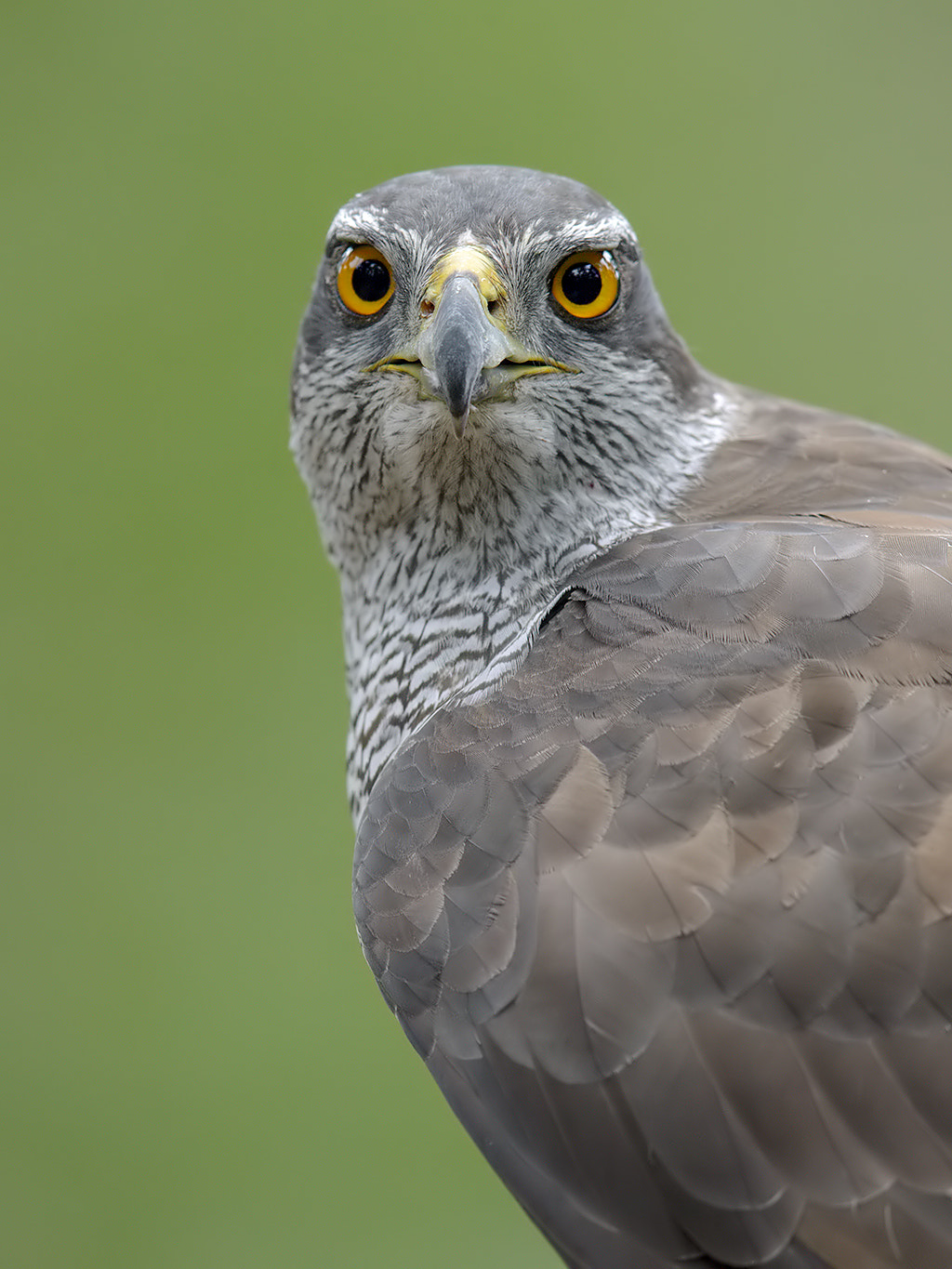 Canon EOS-1D X + Canon EF 600mm F4L IS II USM sample photo. Northern goshawk. 

 photography