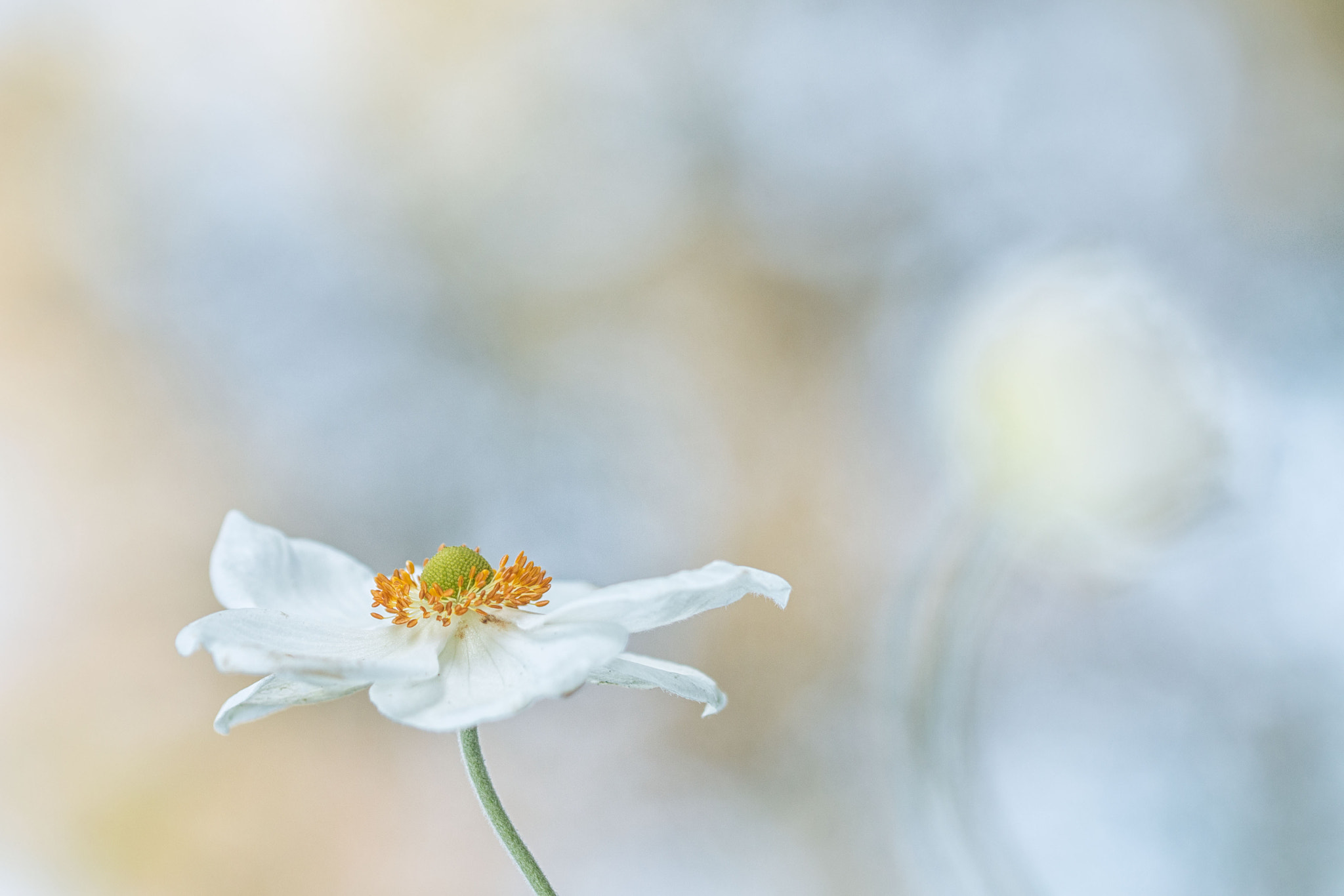 Canon EOS 70D + Canon EF 100mm F2.8L Macro IS USM sample photo. Last dance photography