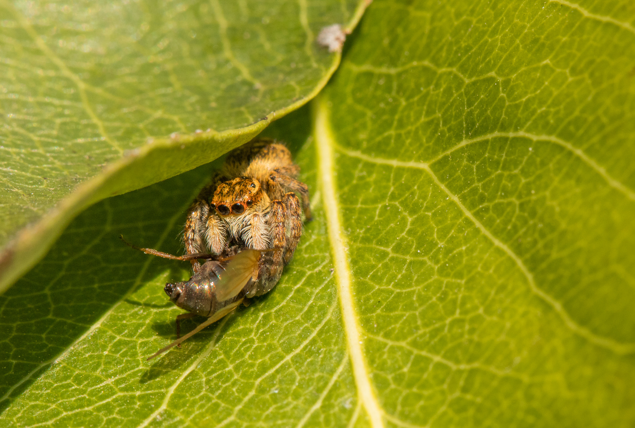 Canon EOS 80D + Canon EF 100mm F2.8L Macro IS USM sample photo. Carrhotus xanthogramma "bon appétit" photography